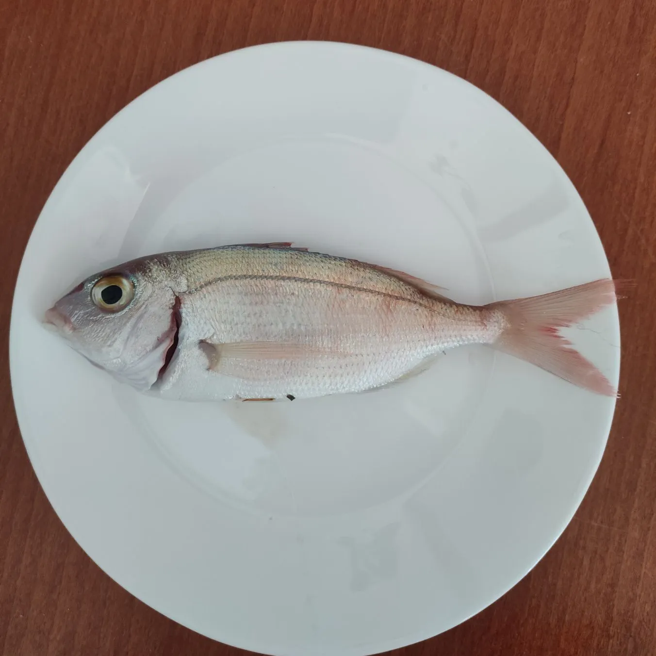 The most recent Common pandora catches on Fishbrain