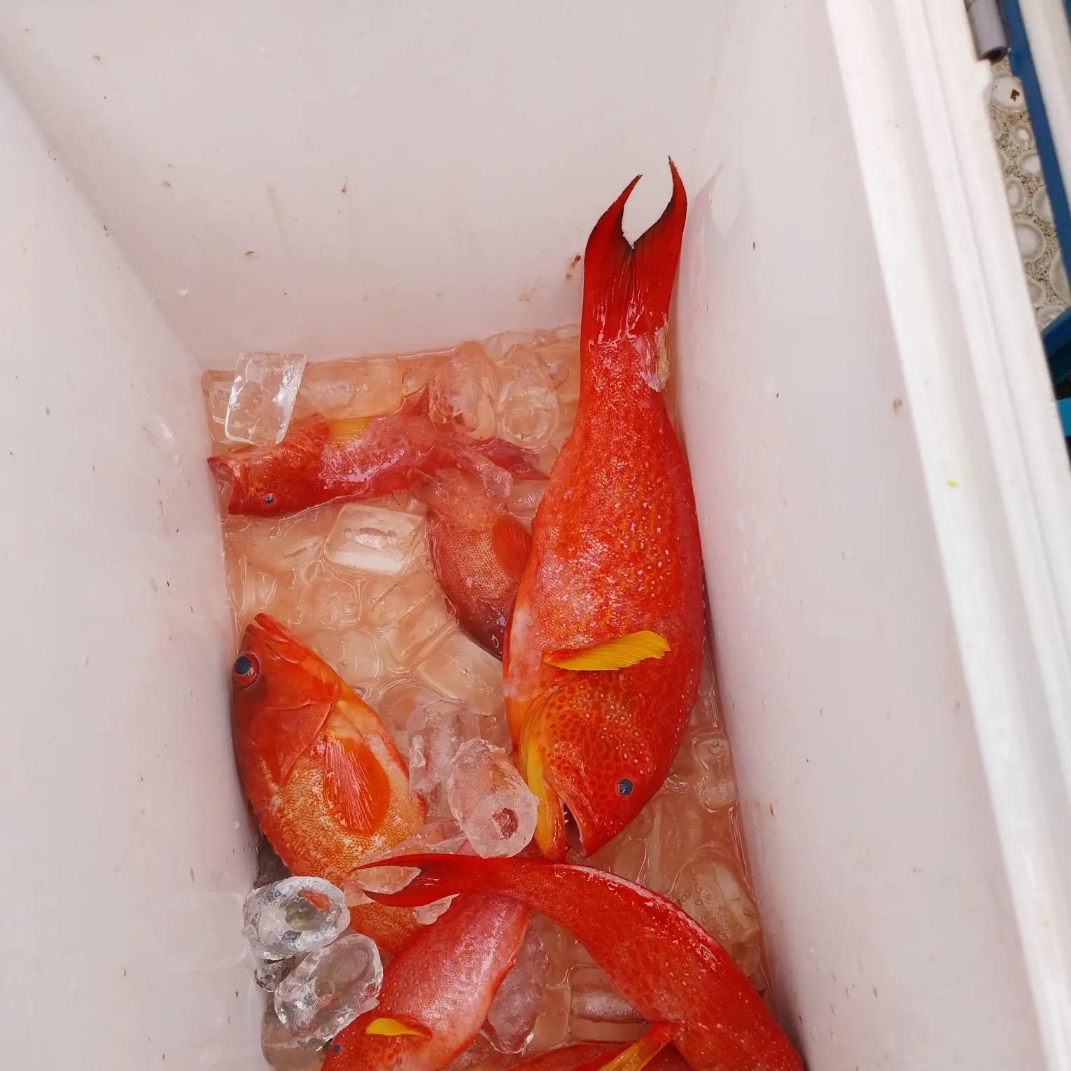 The most recent Leopard coralgrouper catches on Fishbrain