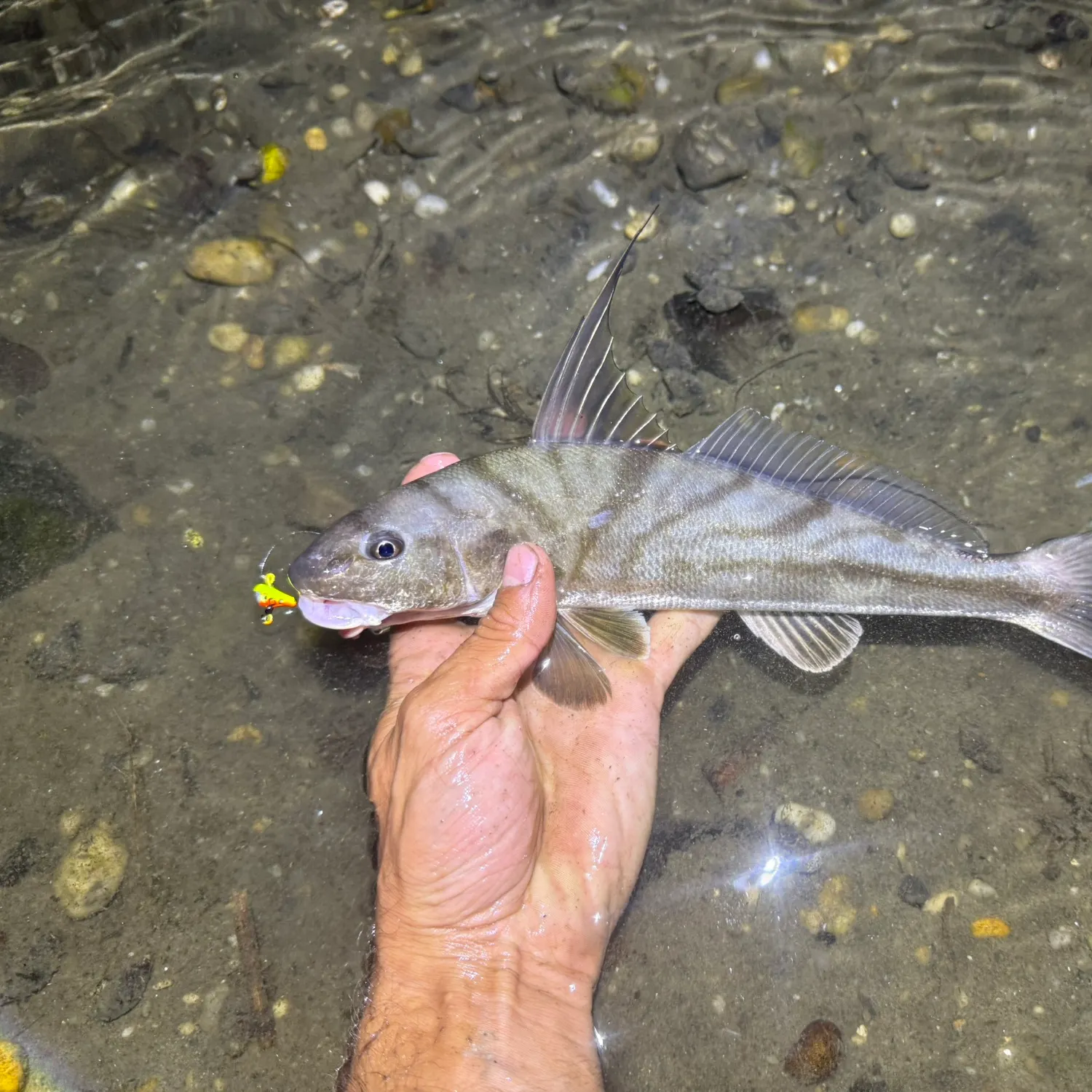 The most recent Northern kingcroaker catches on Fishbrain