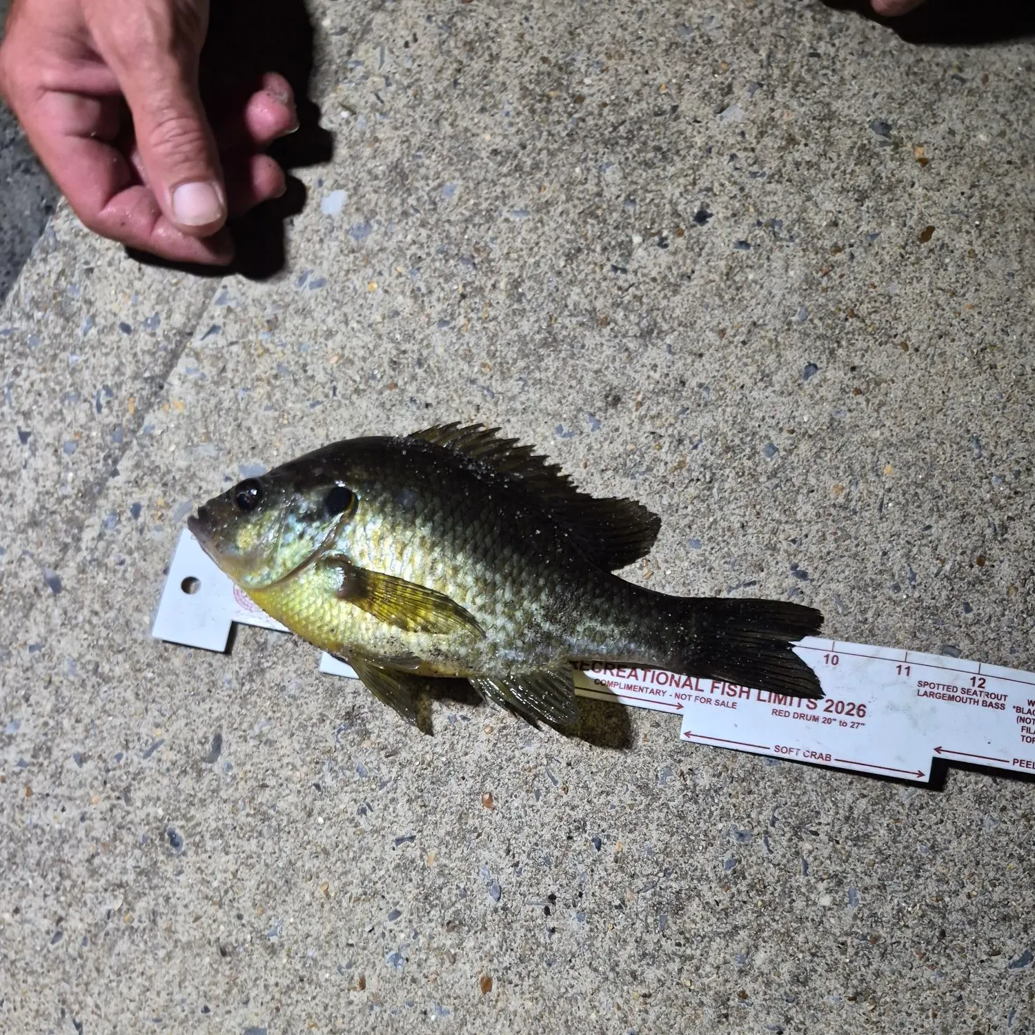 Bluegill caught on Fishbrain