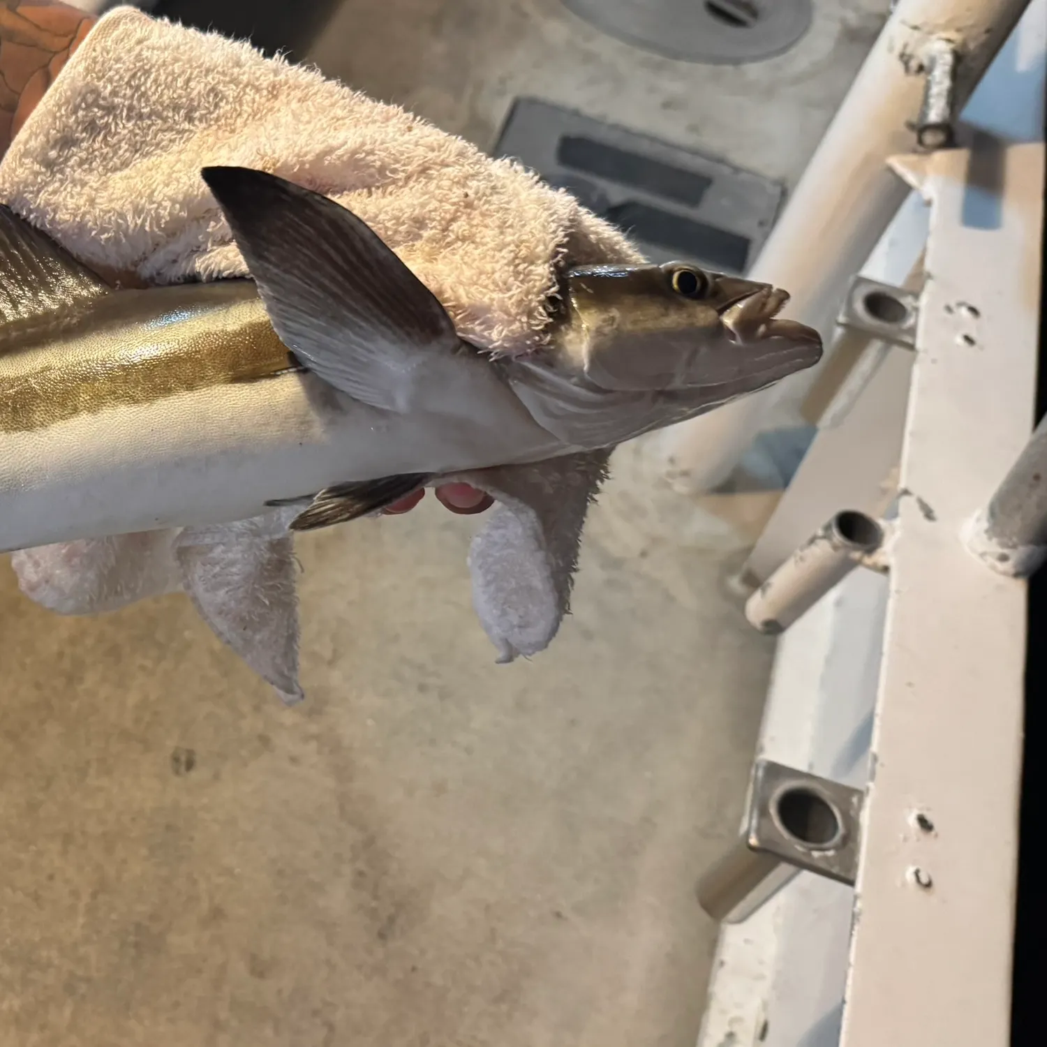 The most recent Cobia catches on Fishbrain