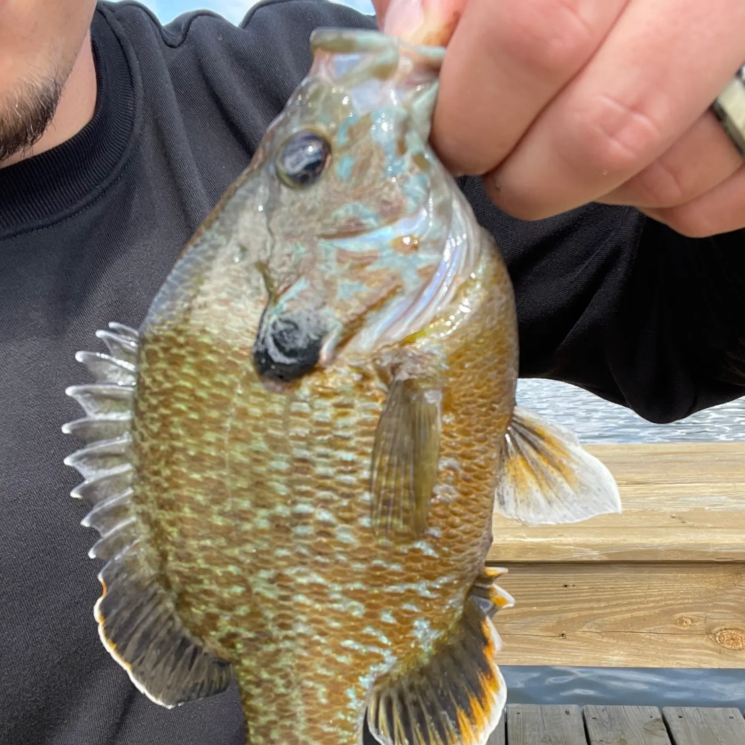 Greengill hybrid caught on Fishbrain