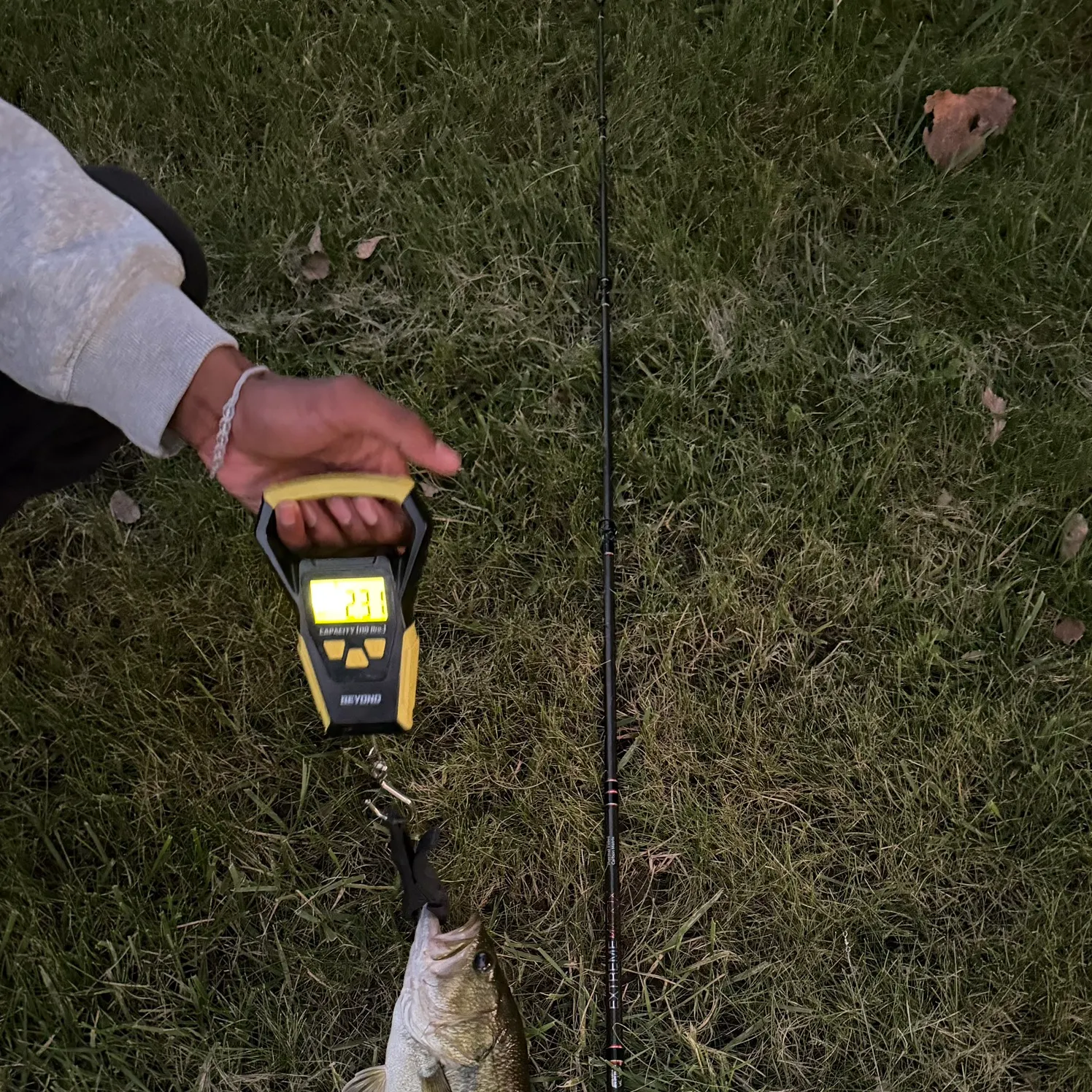 Largemouth bass caught on Fishbrain