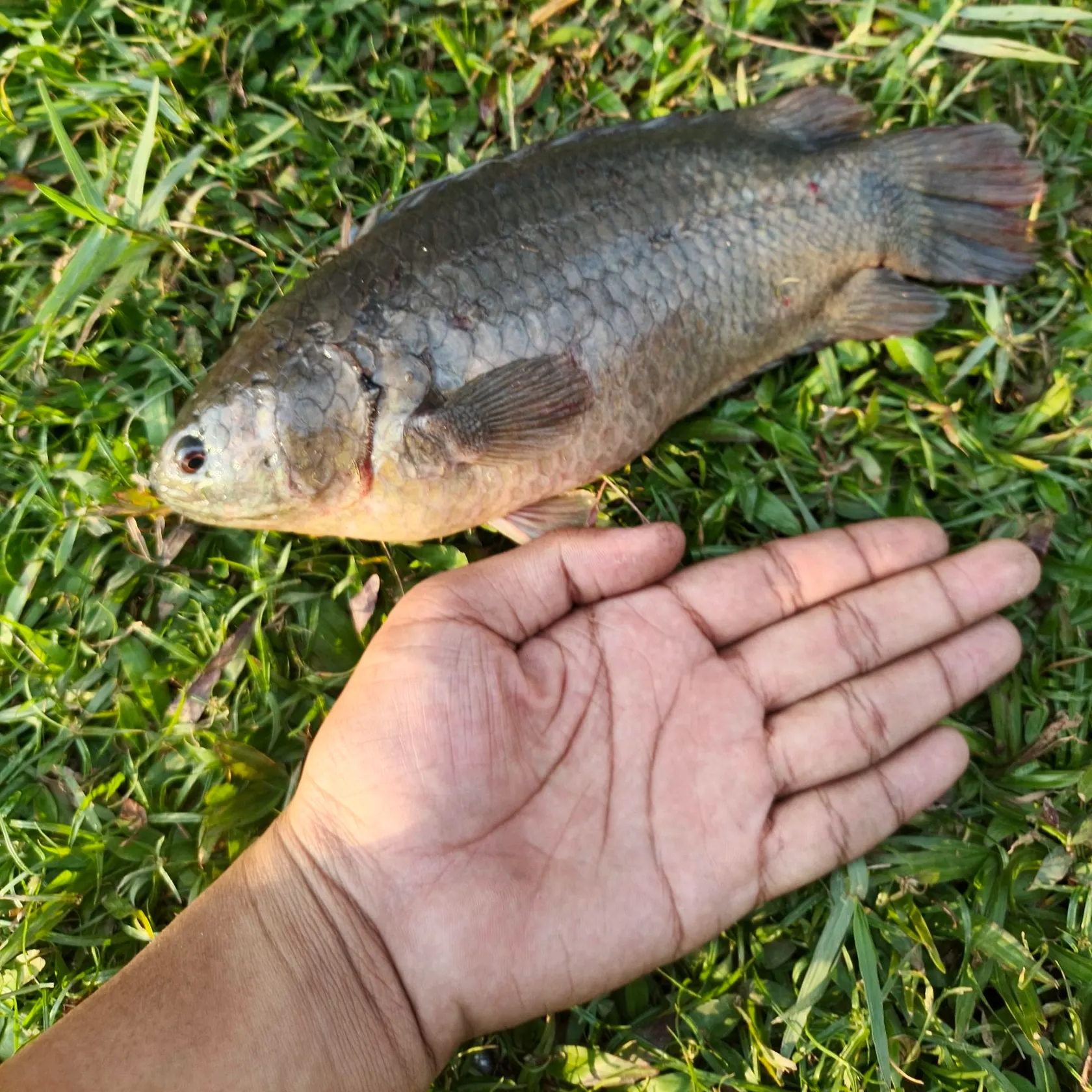 The most recent Climbing perch catches on Fishbrain