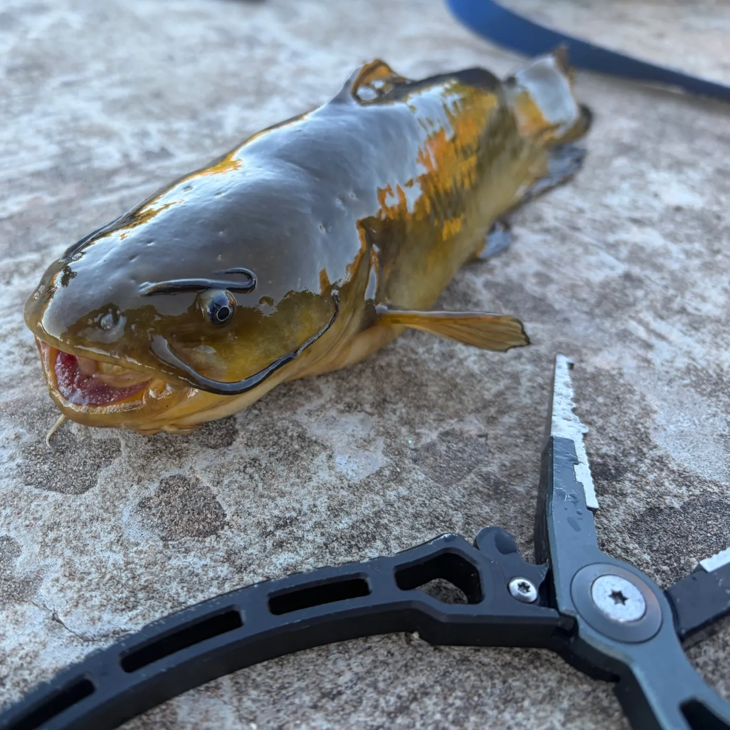 Yellow bullhead caught on Fishbrain