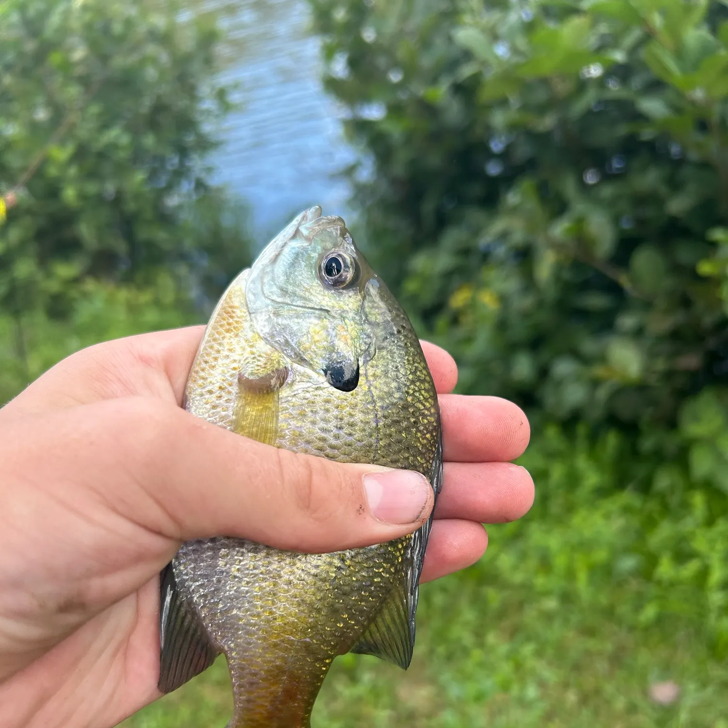 Bluegill caught on Fishbrain