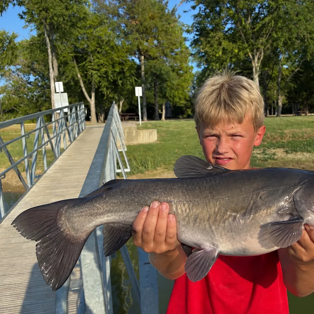 Channel catfish caught on Fishbrain