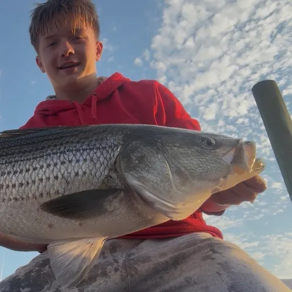 Striped bass caught on Fishbrain