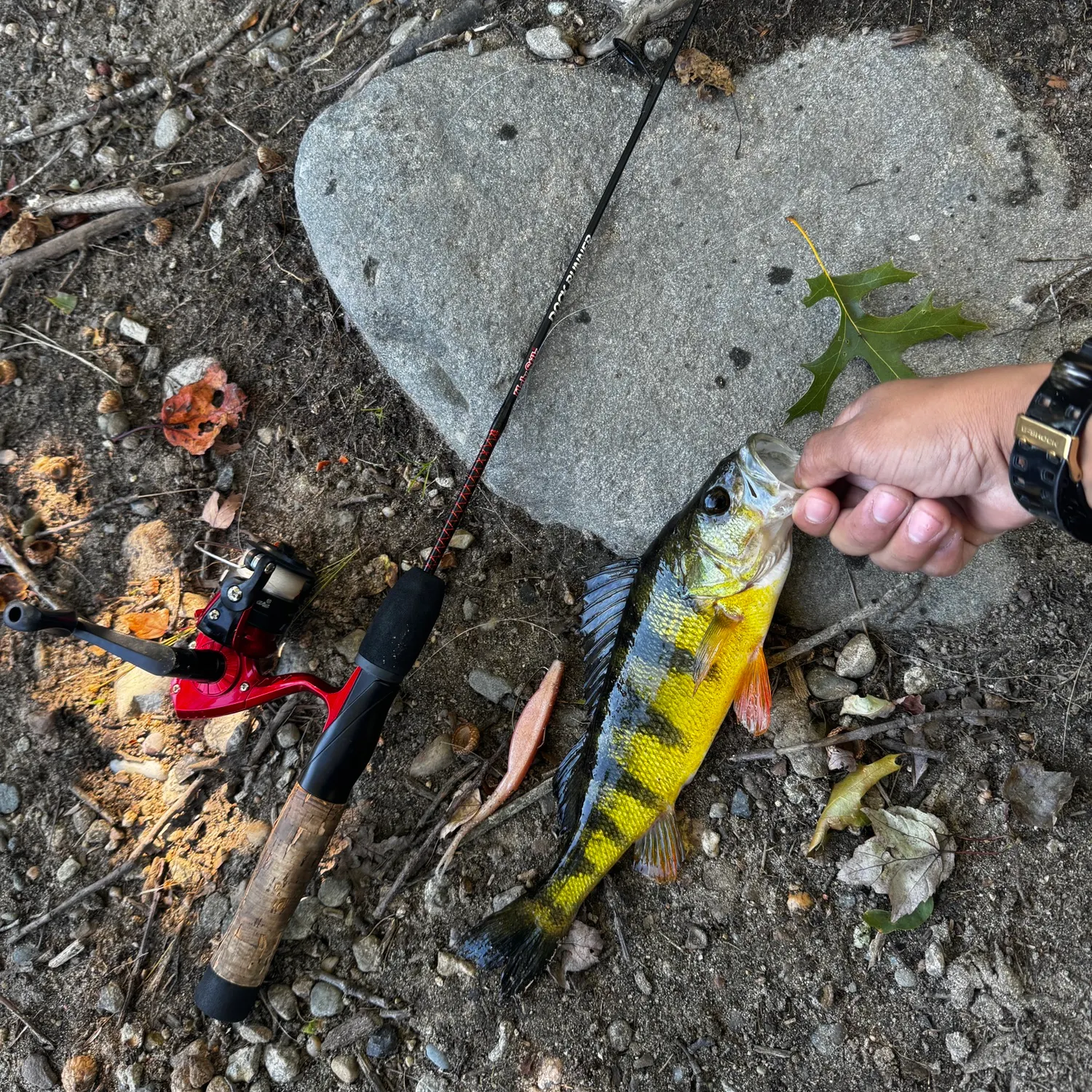 Yellow perch caught on Fishbrain