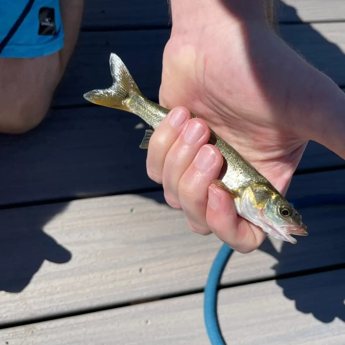 The most recent Northern pikeminnow catches on Fishbrain