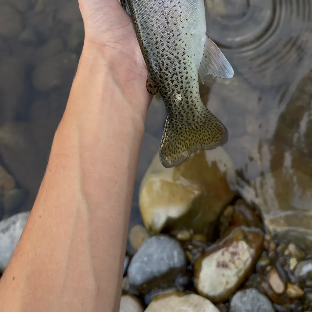 Cutbow caught on Fishbrain