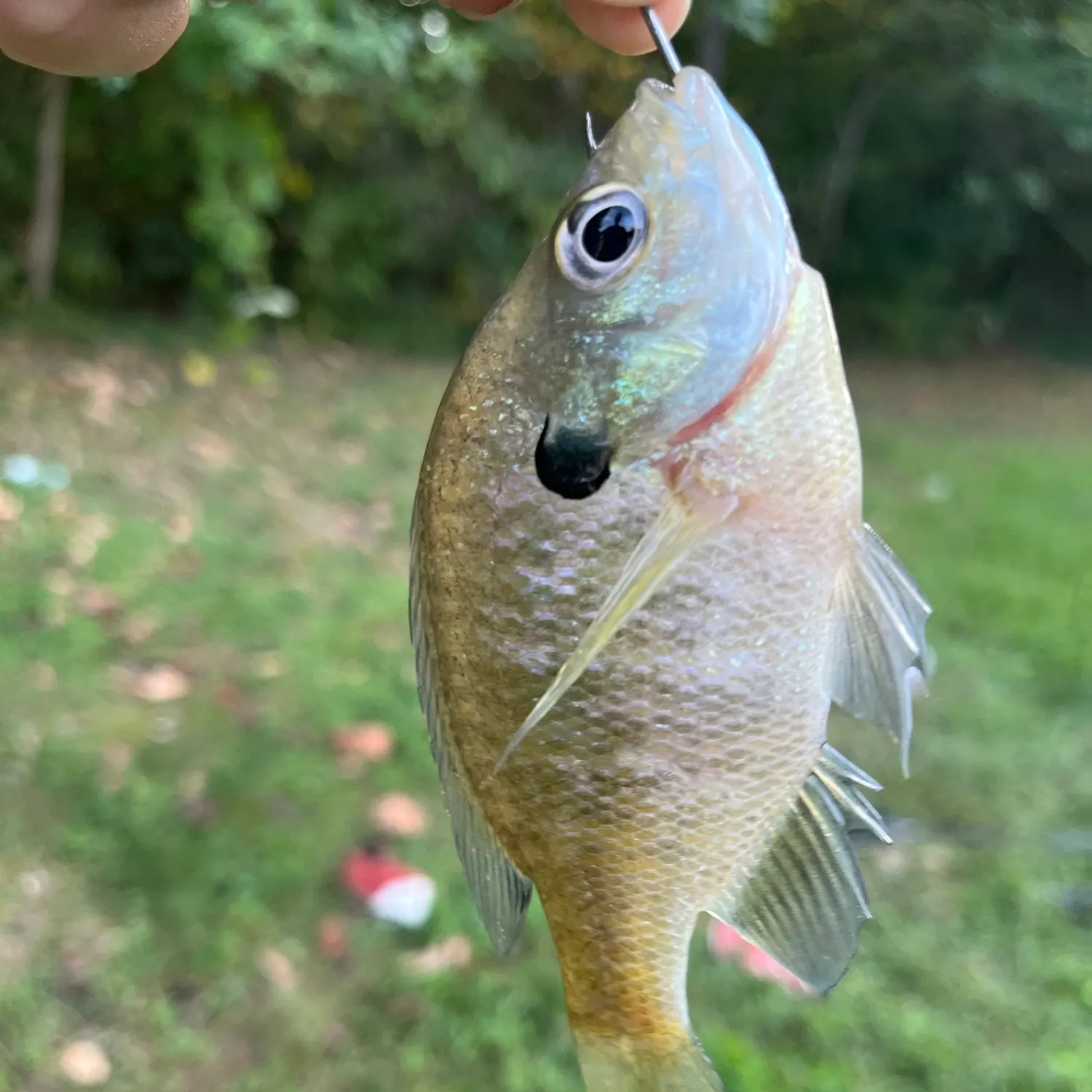 Bluegill caught on Fishbrain