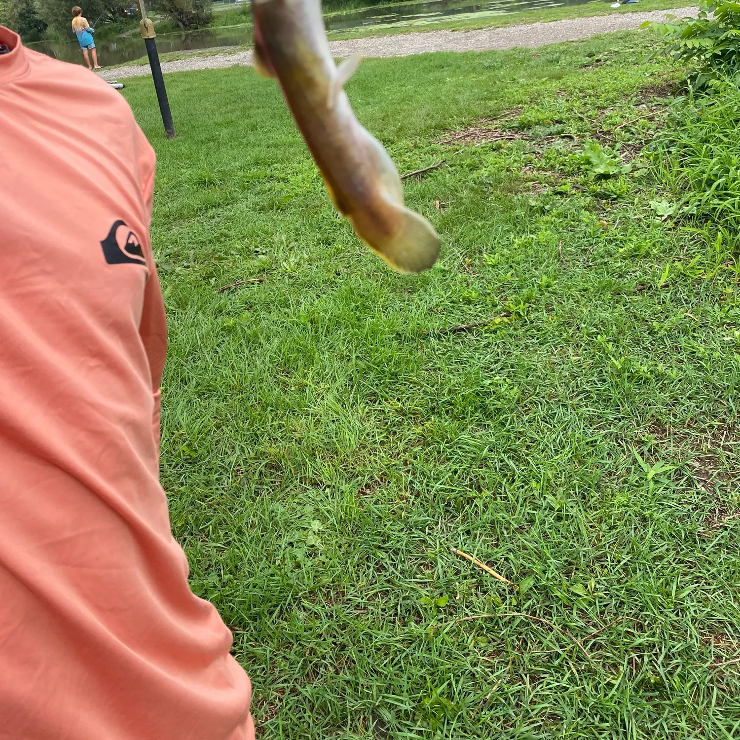 The most recent Tadpole madtom catches on Fishbrain