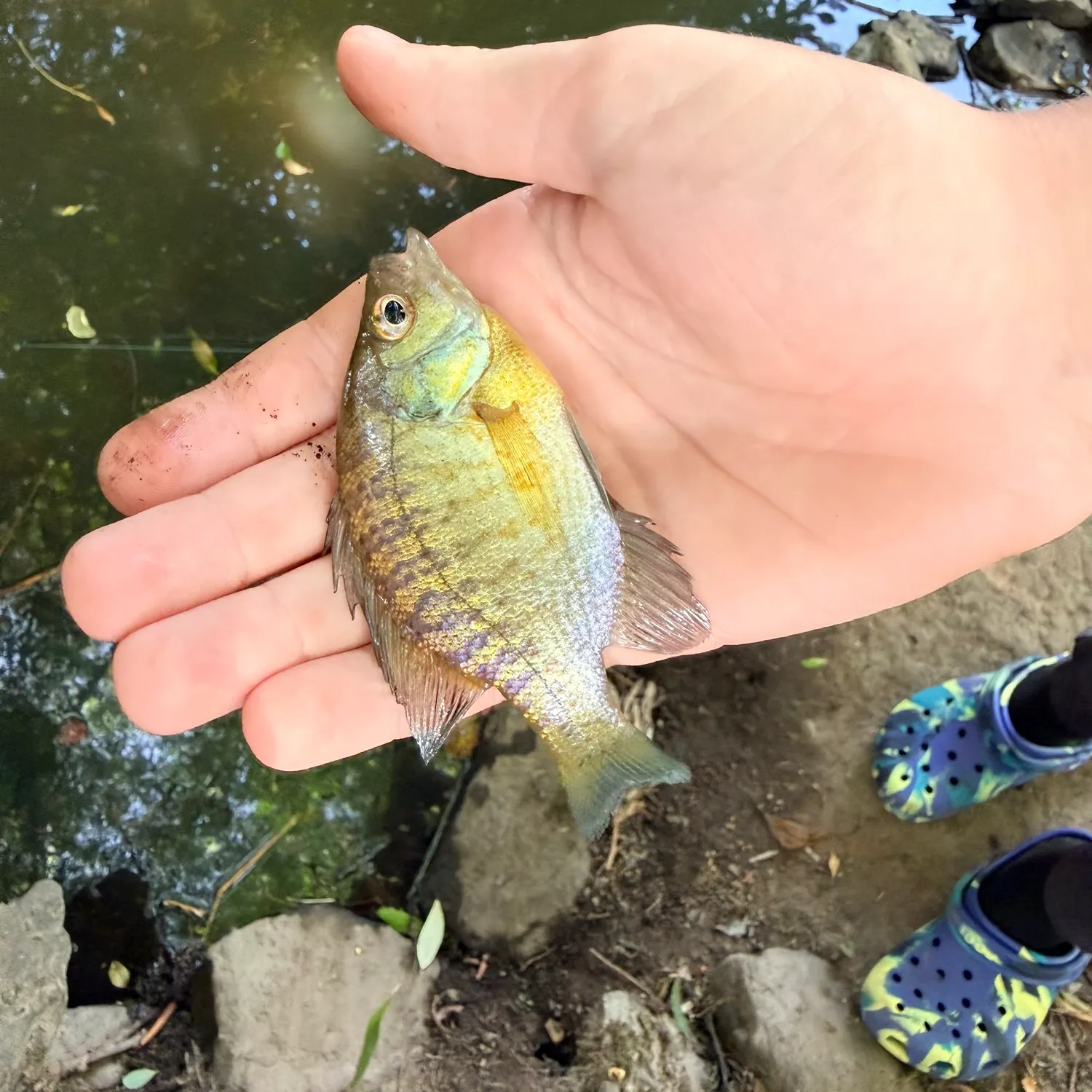 Bluegill caught on Fishbrain