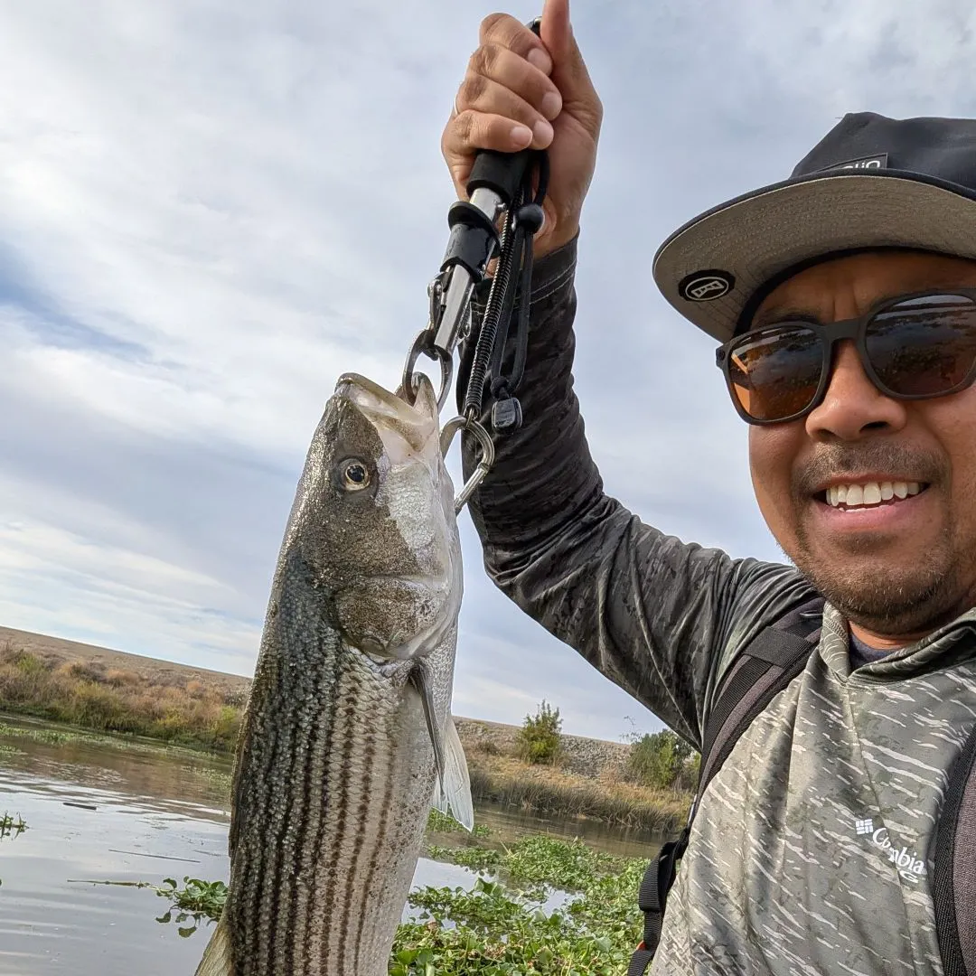 Striped bass caught on Fishbrain