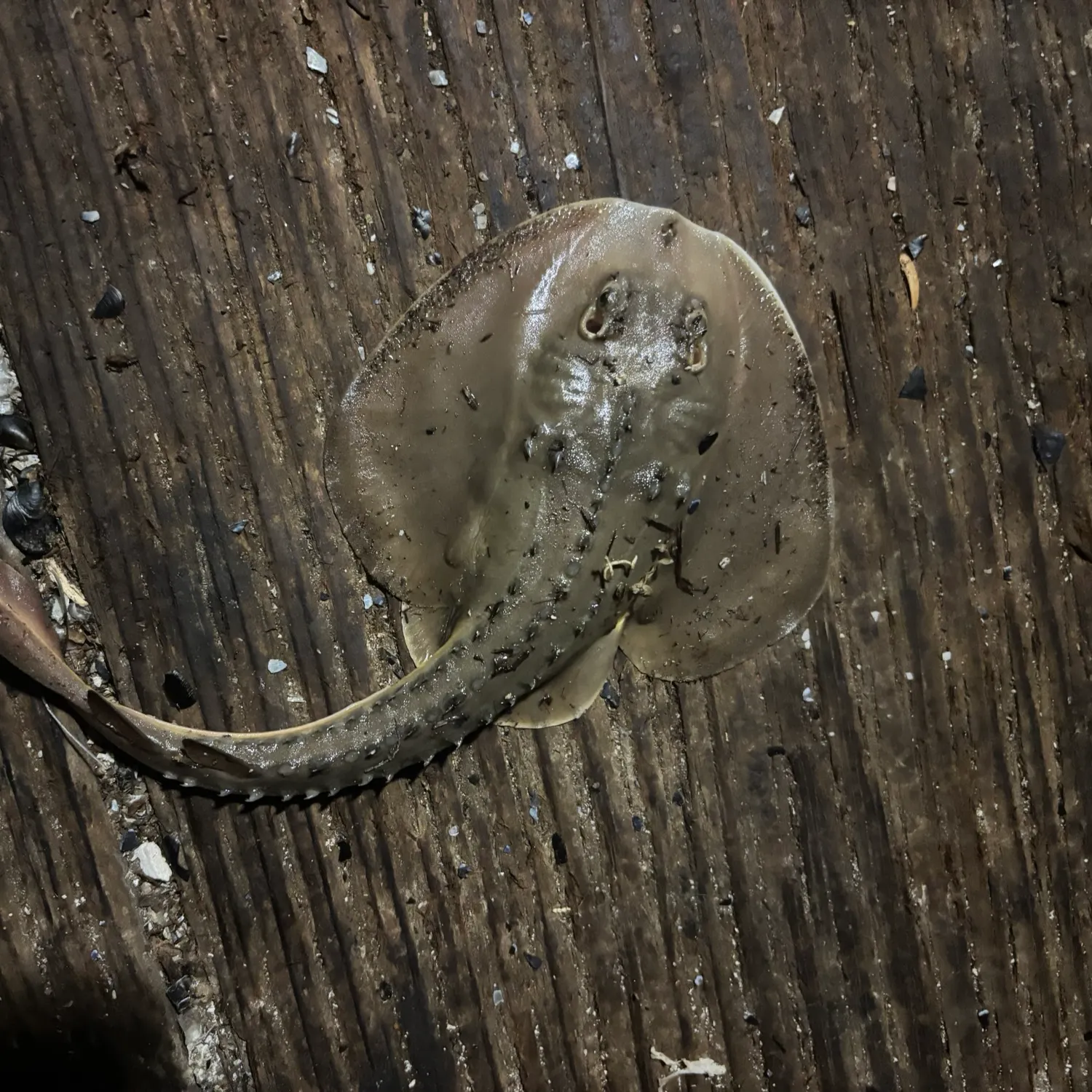 The most recent Starry ray catches on Fishbrain