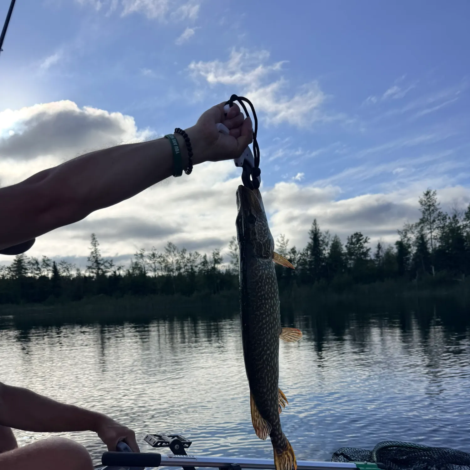 Northern pike caught on Fishbrain