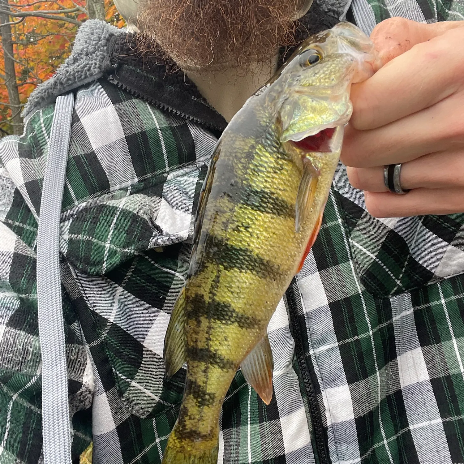 Yellow perch caught on Fishbrain