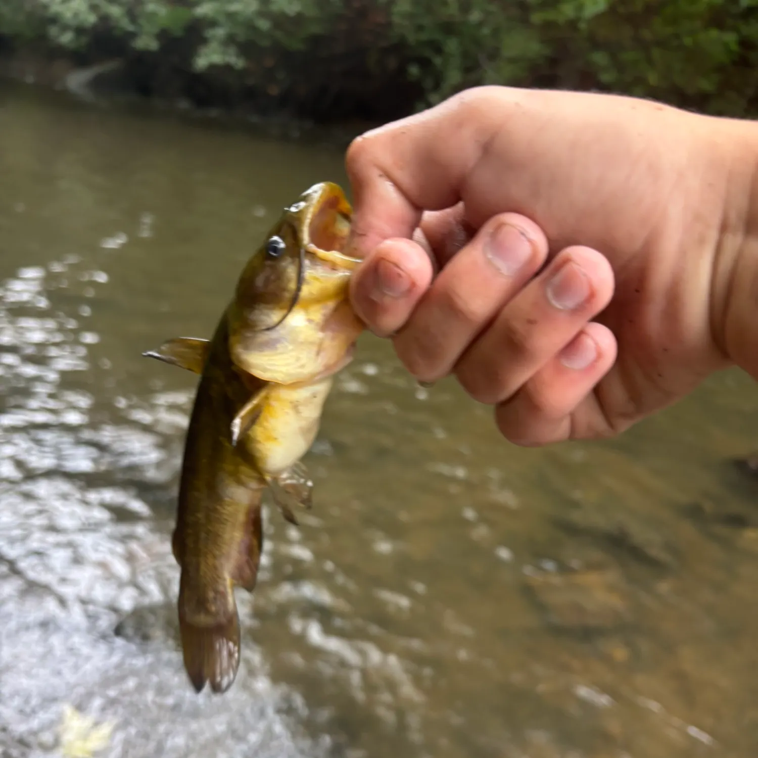Yellow bullhead caught on Fishbrain