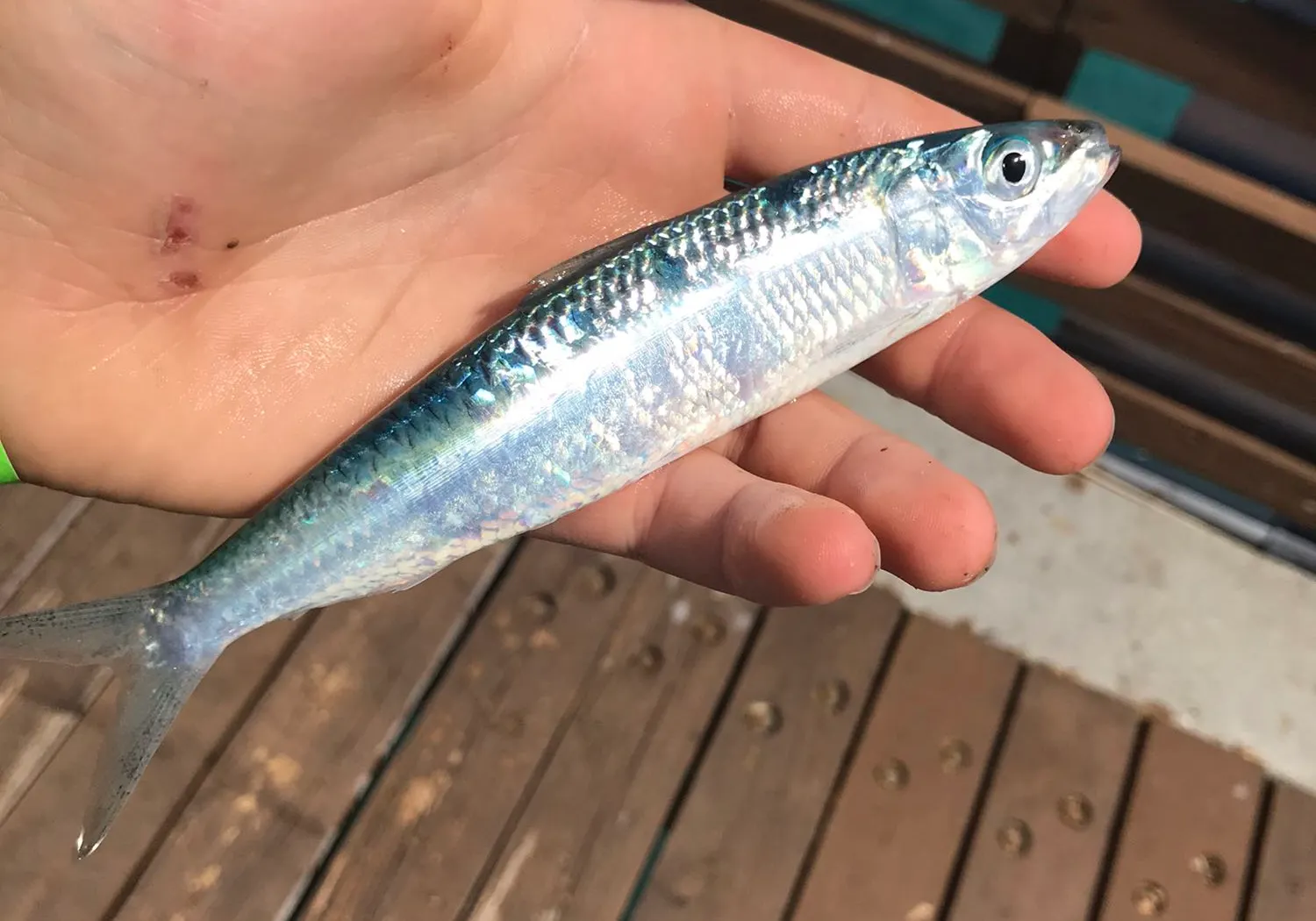 Atlantic herring