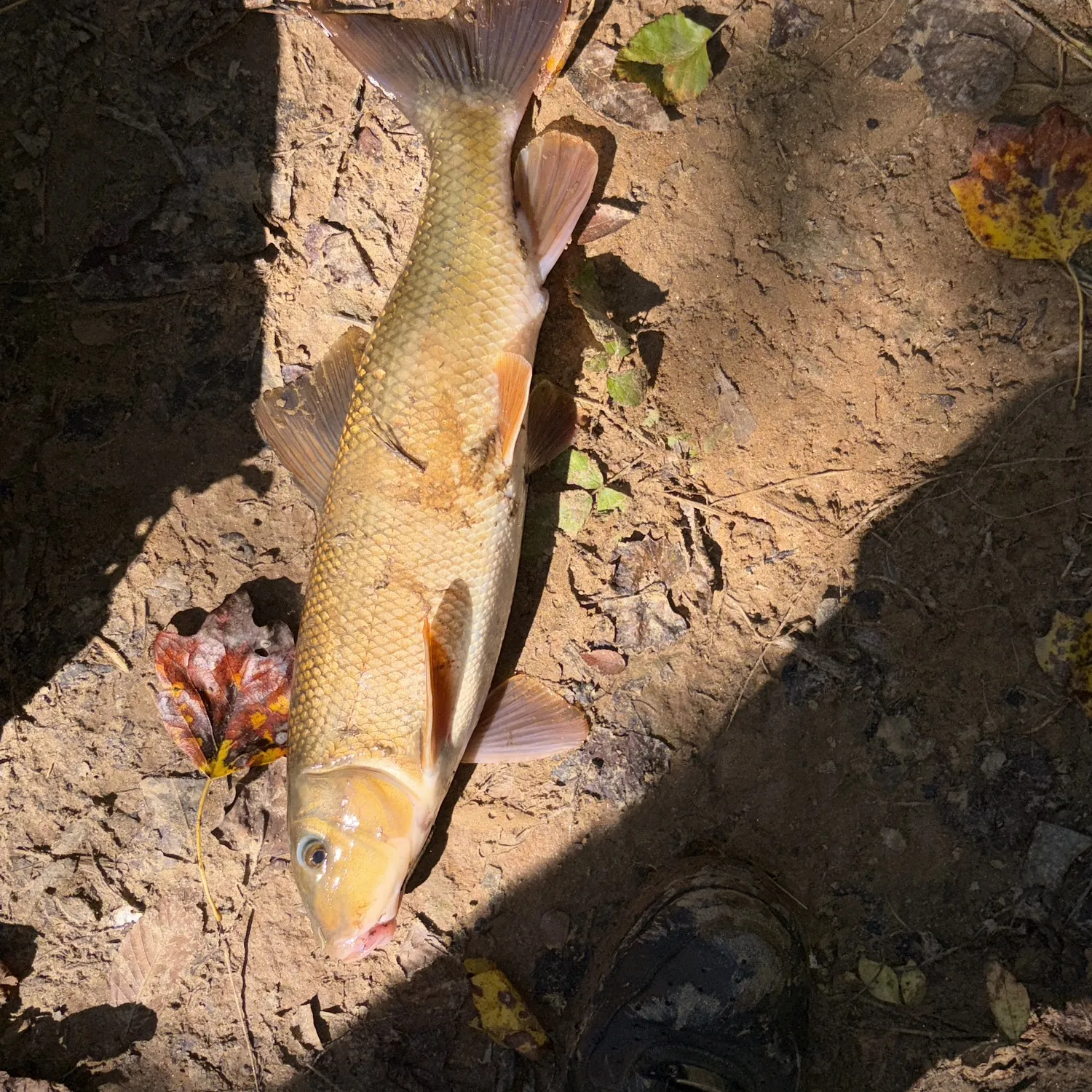 Golden redhorse caught on Fishbrain
