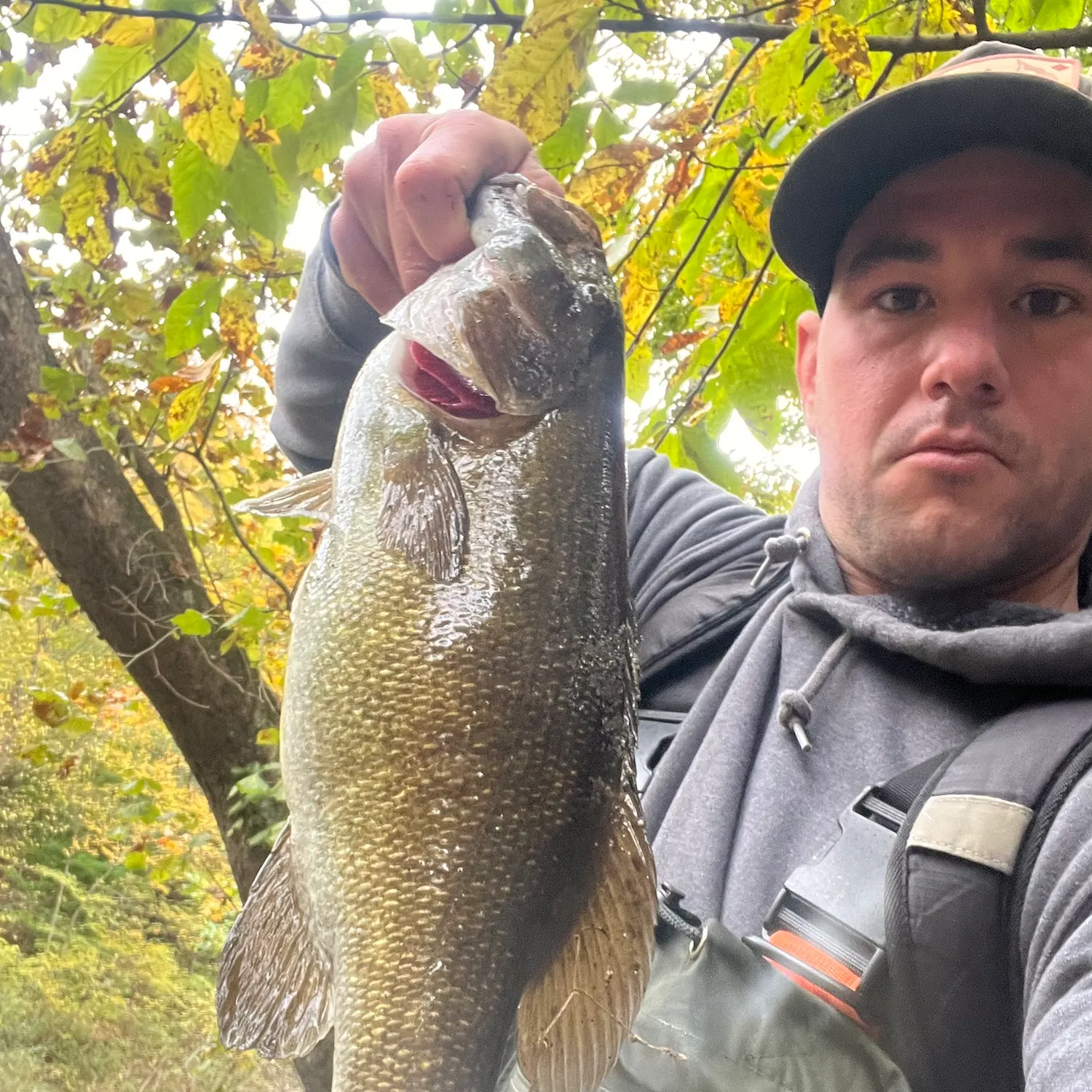 Smallmouth bass caught on Fishbrain