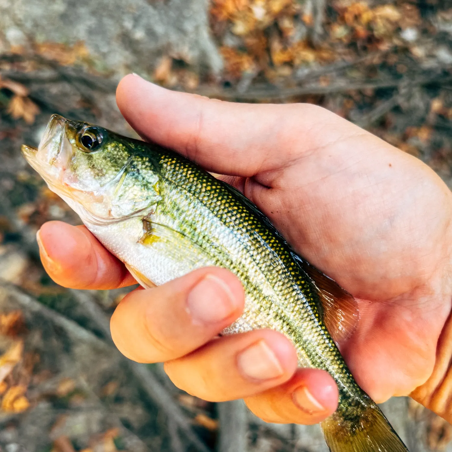 Spotted bass caught on Fishbrain