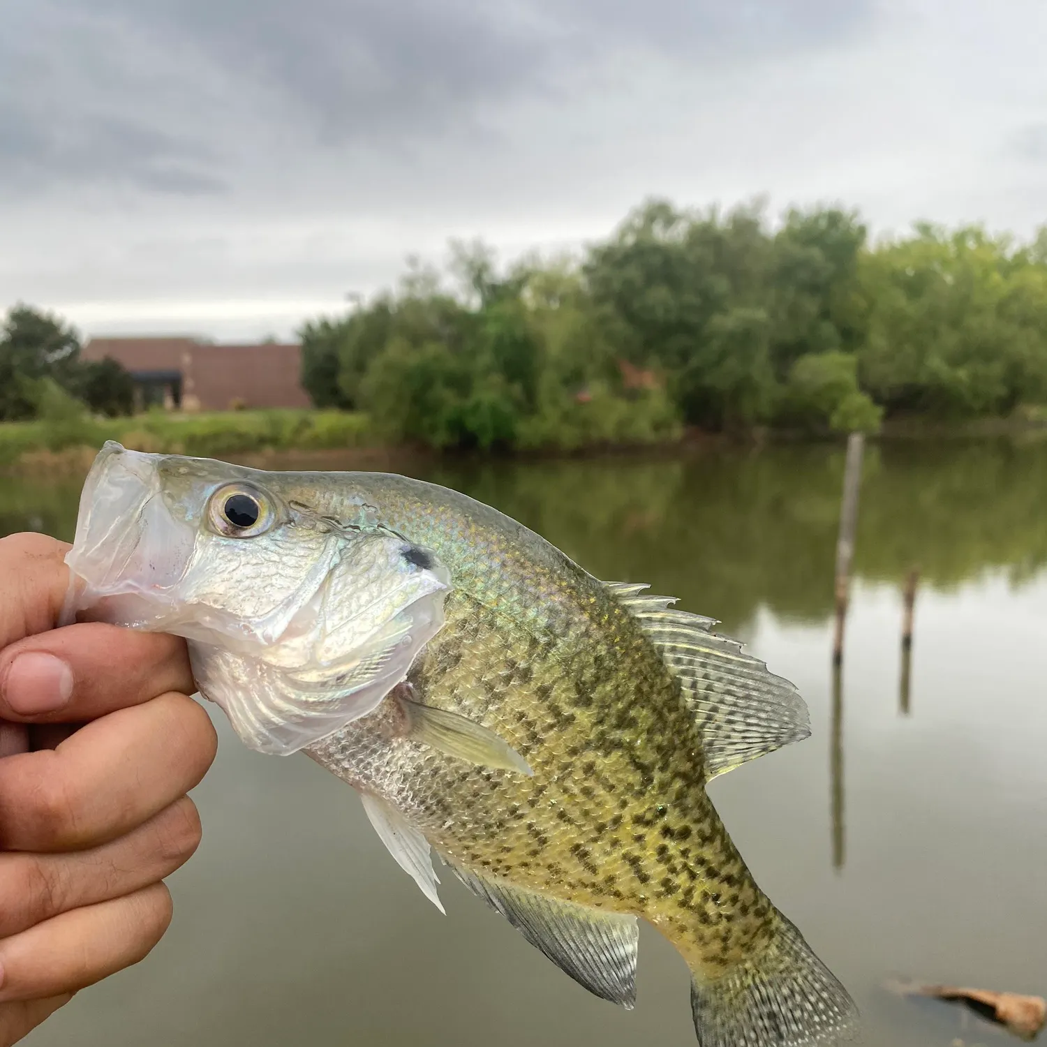 White crappie caught on Fishbrain