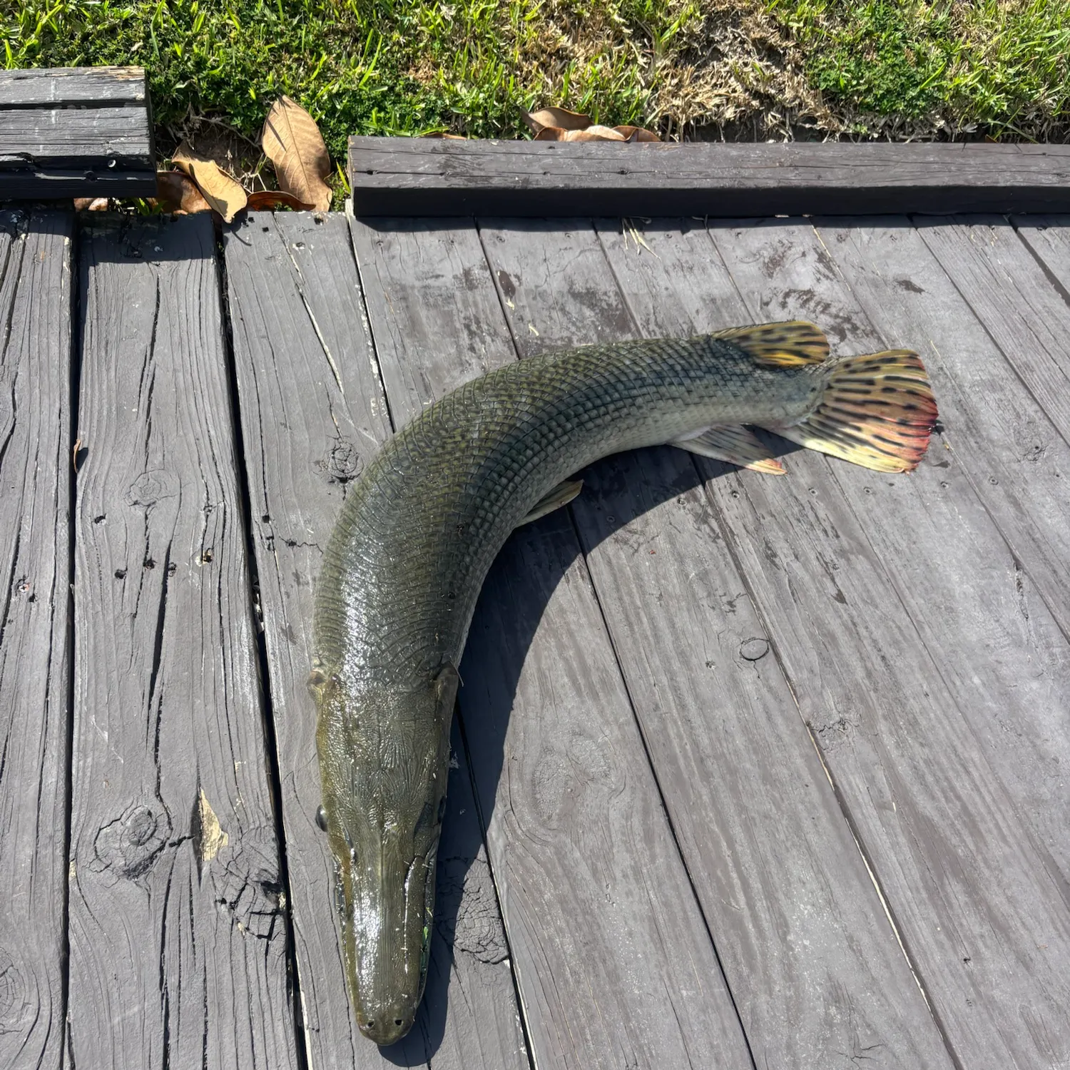 Alligator gar caught on Fishbrain