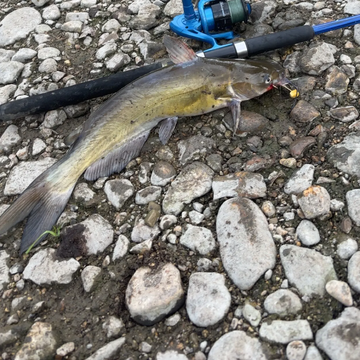 Channel catfish caught on Fishbrain