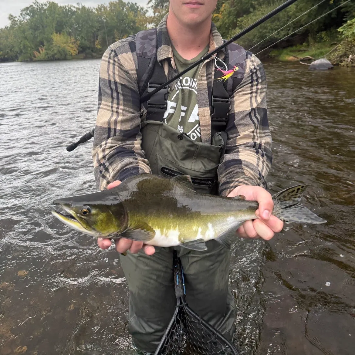 Pink salmon caught on Fishbrain