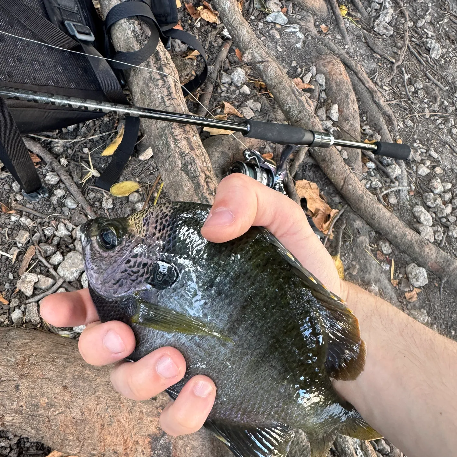 The most recent Coppernose bluegill catches on Fishbrain