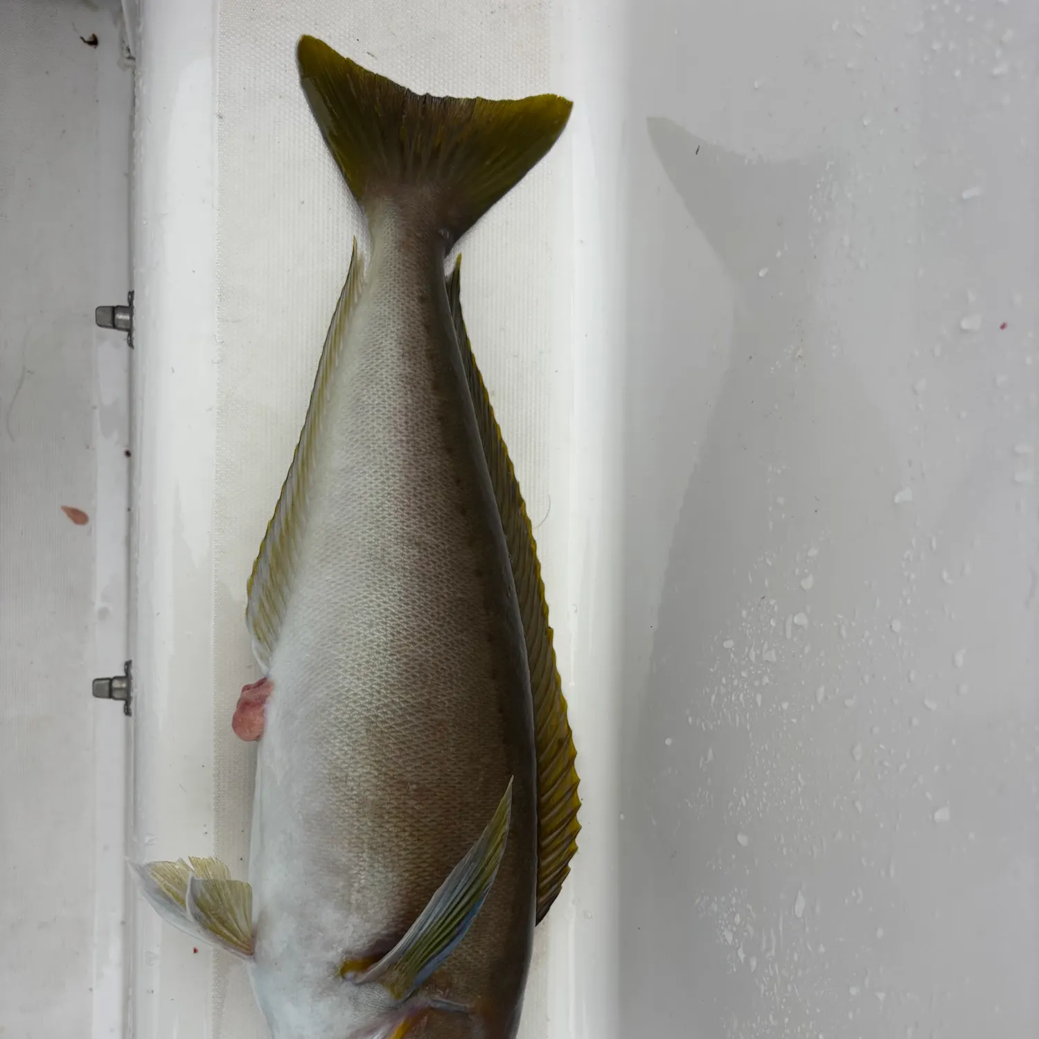 Ocean whitefish caught on Fishbrain