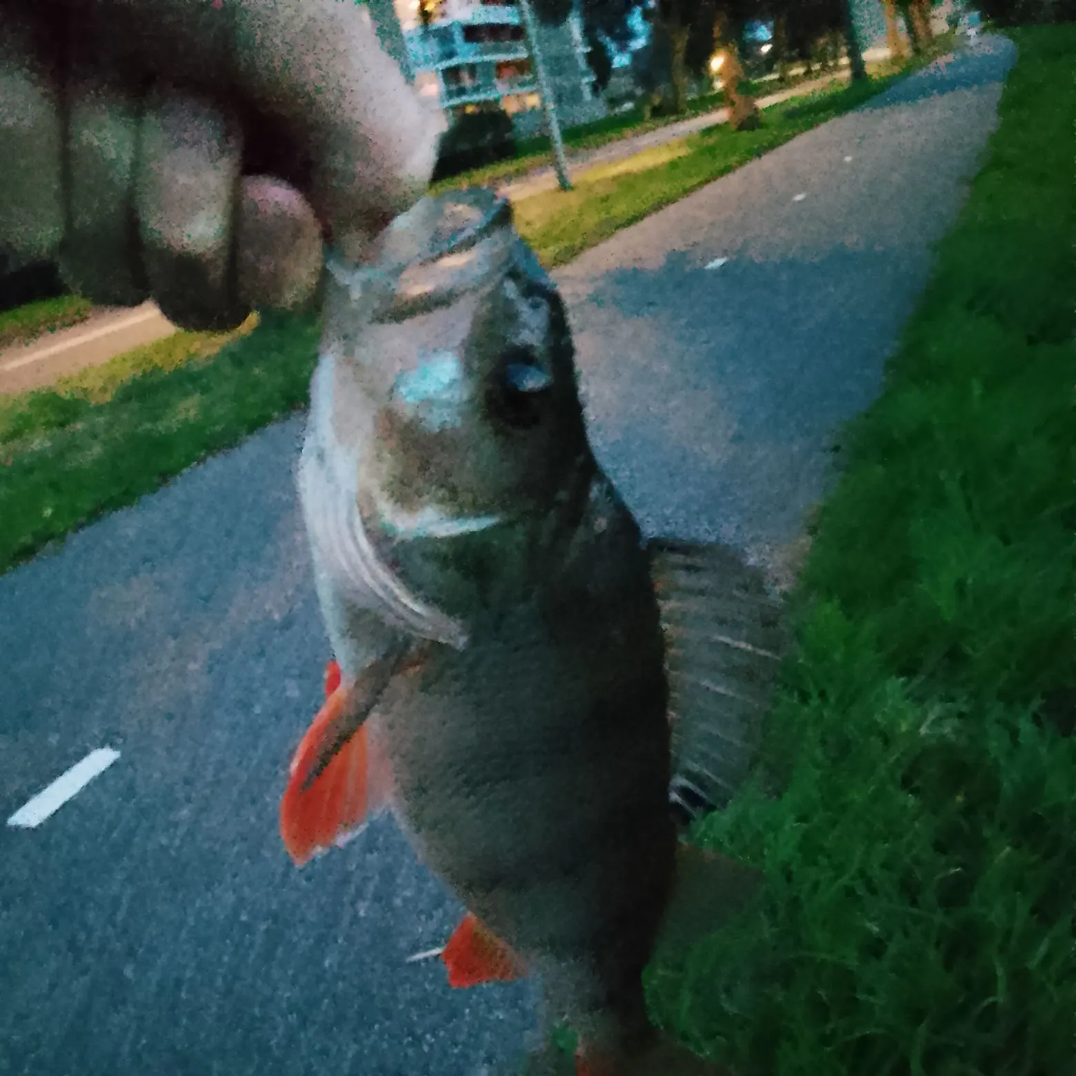 European perch caught on Fishbrain