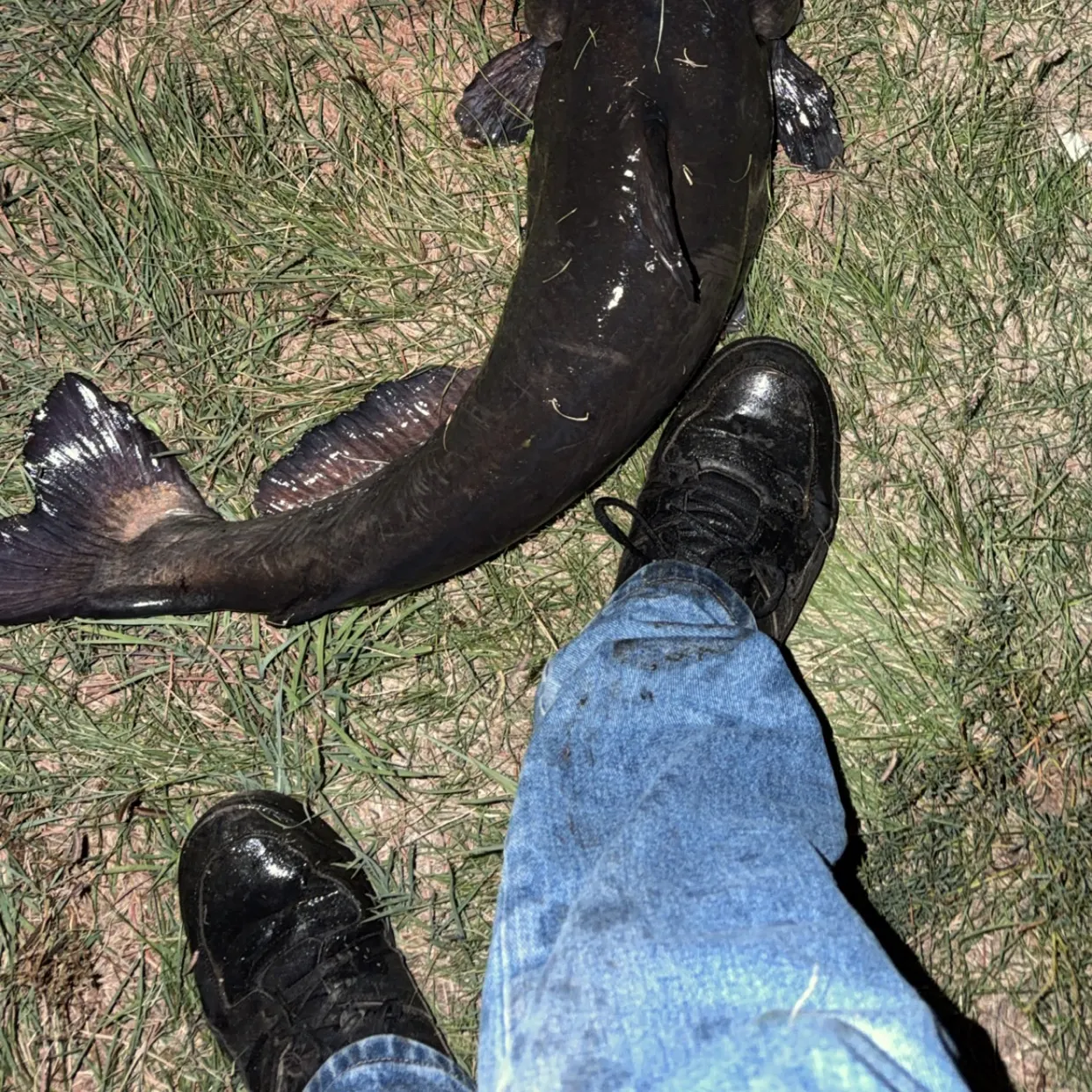 Channel catfish caught on Fishbrain
