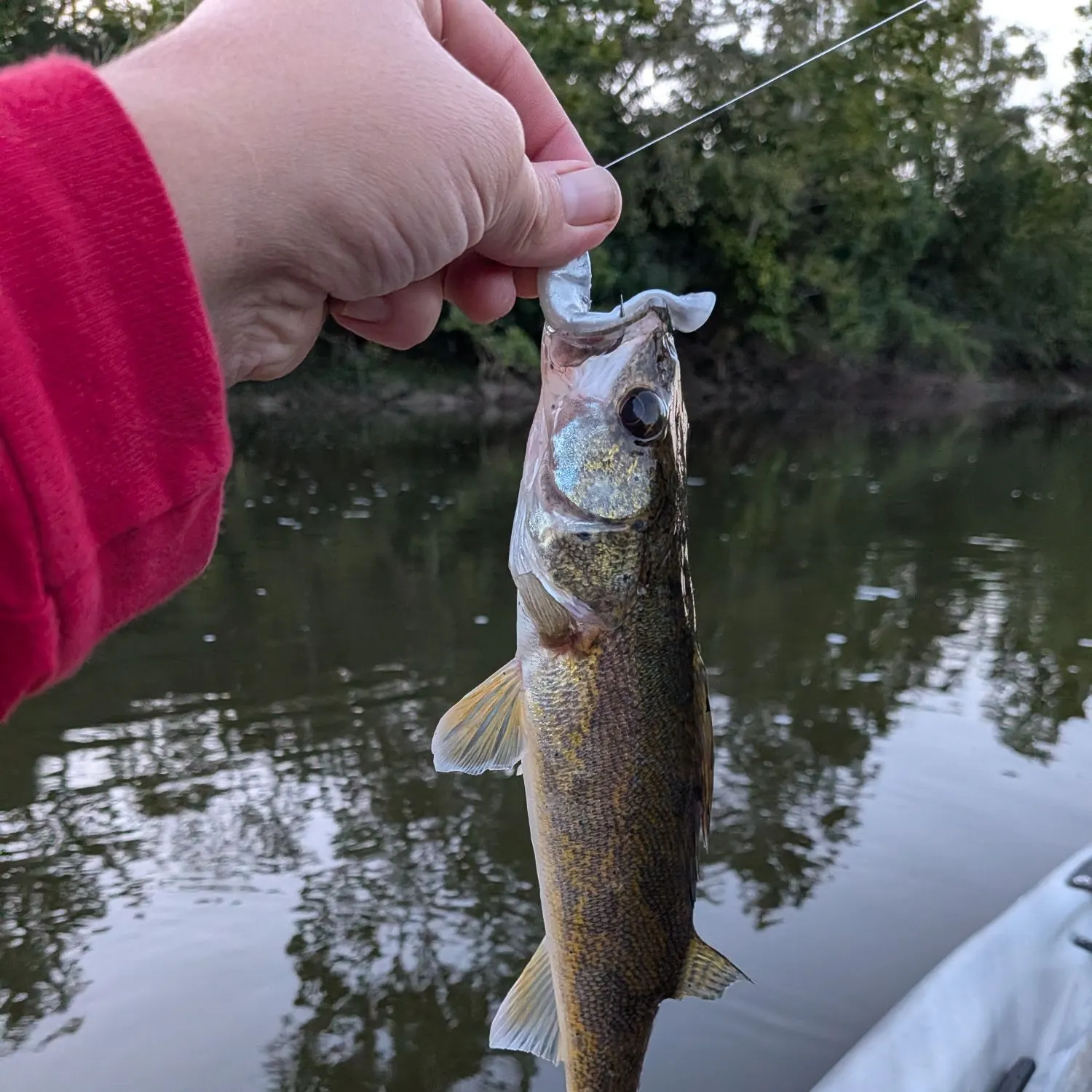 Saugeye caught on Fishbrain