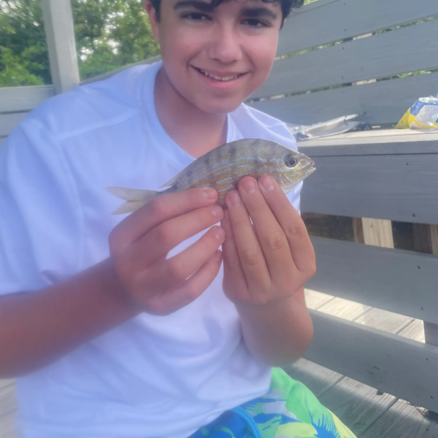 Pinfish caught on Fishbrain