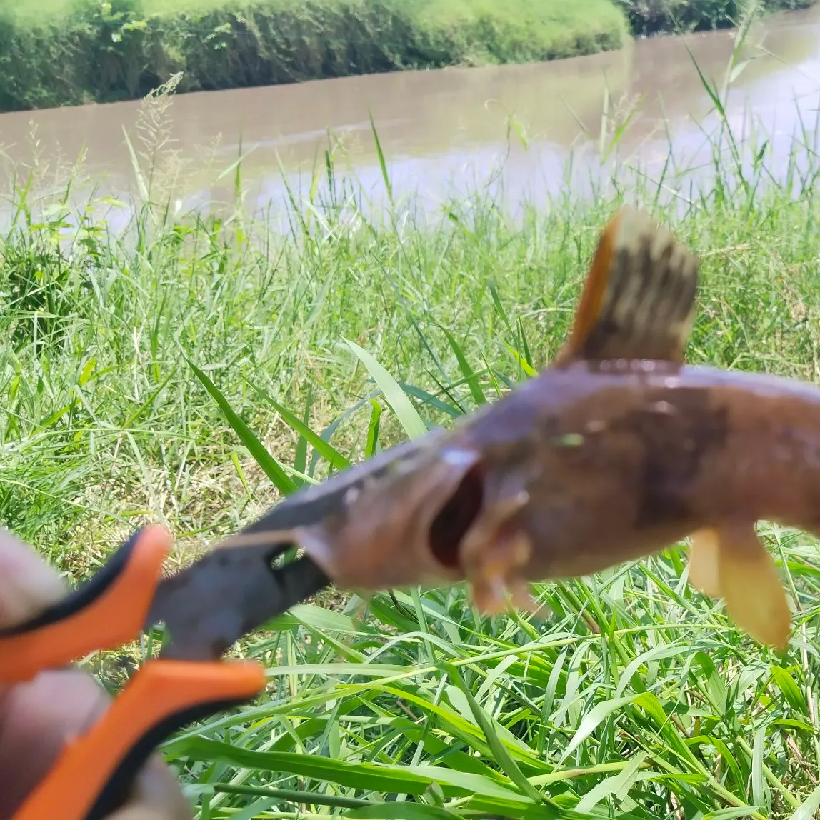 The most recent Duckbill catfish catches on Fishbrain