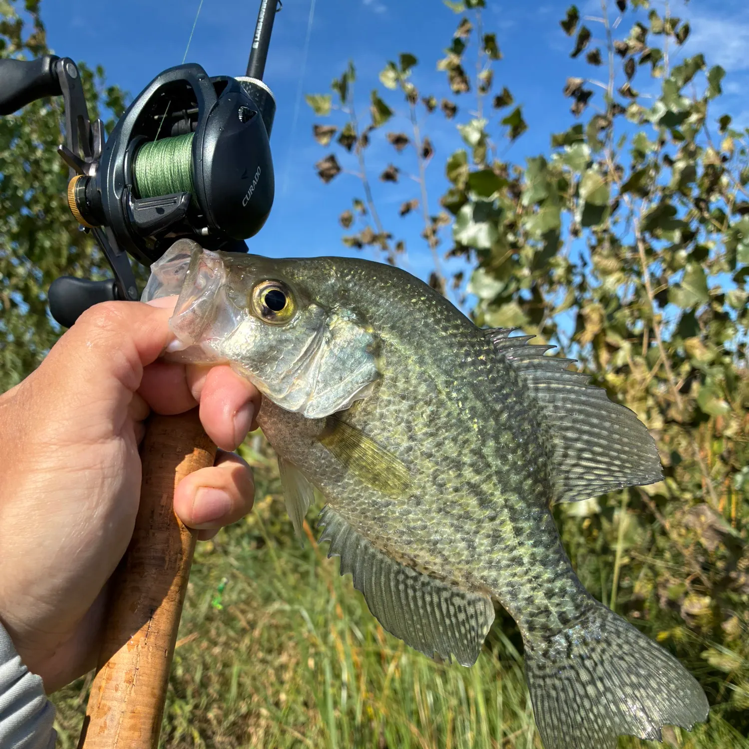 Black crappie caught on Fishbrain