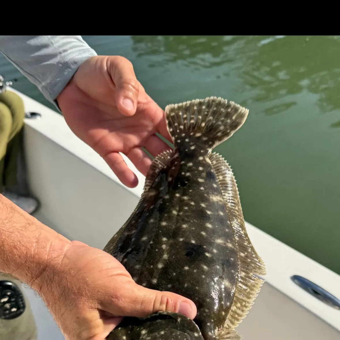 The most recent Summer flounder catches on Fishbrain