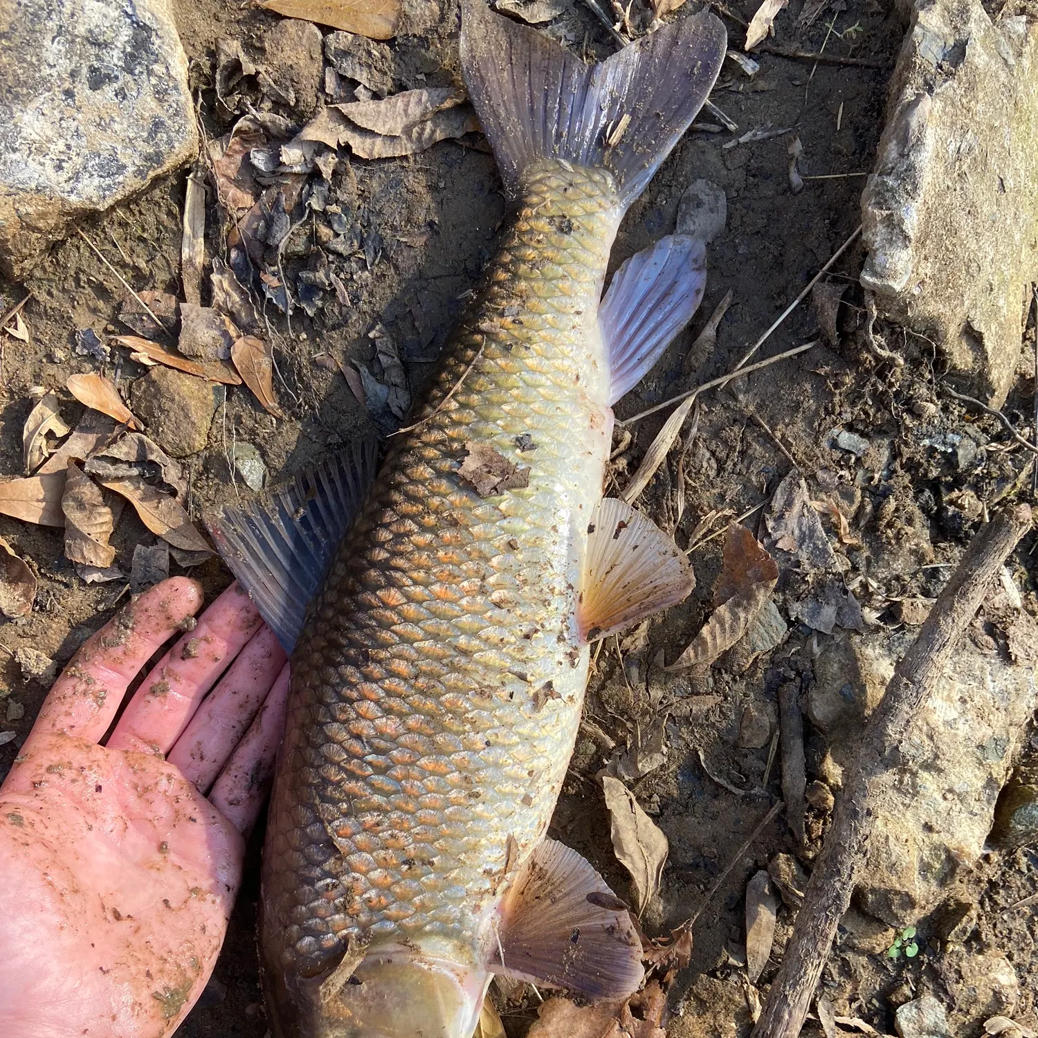 The most recent Silver redhorse catches on Fishbrain