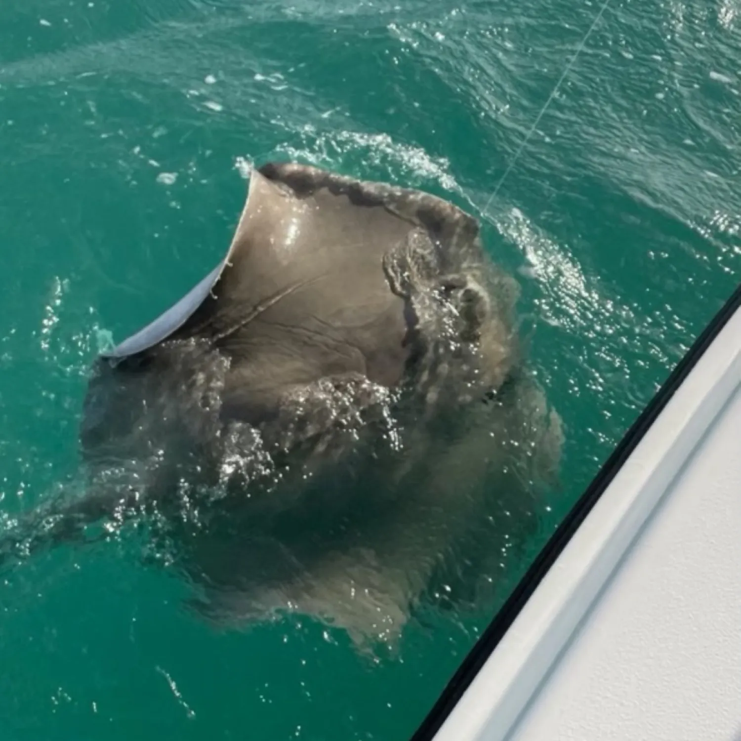 The most recent Cowtail stingray catches on Fishbrain