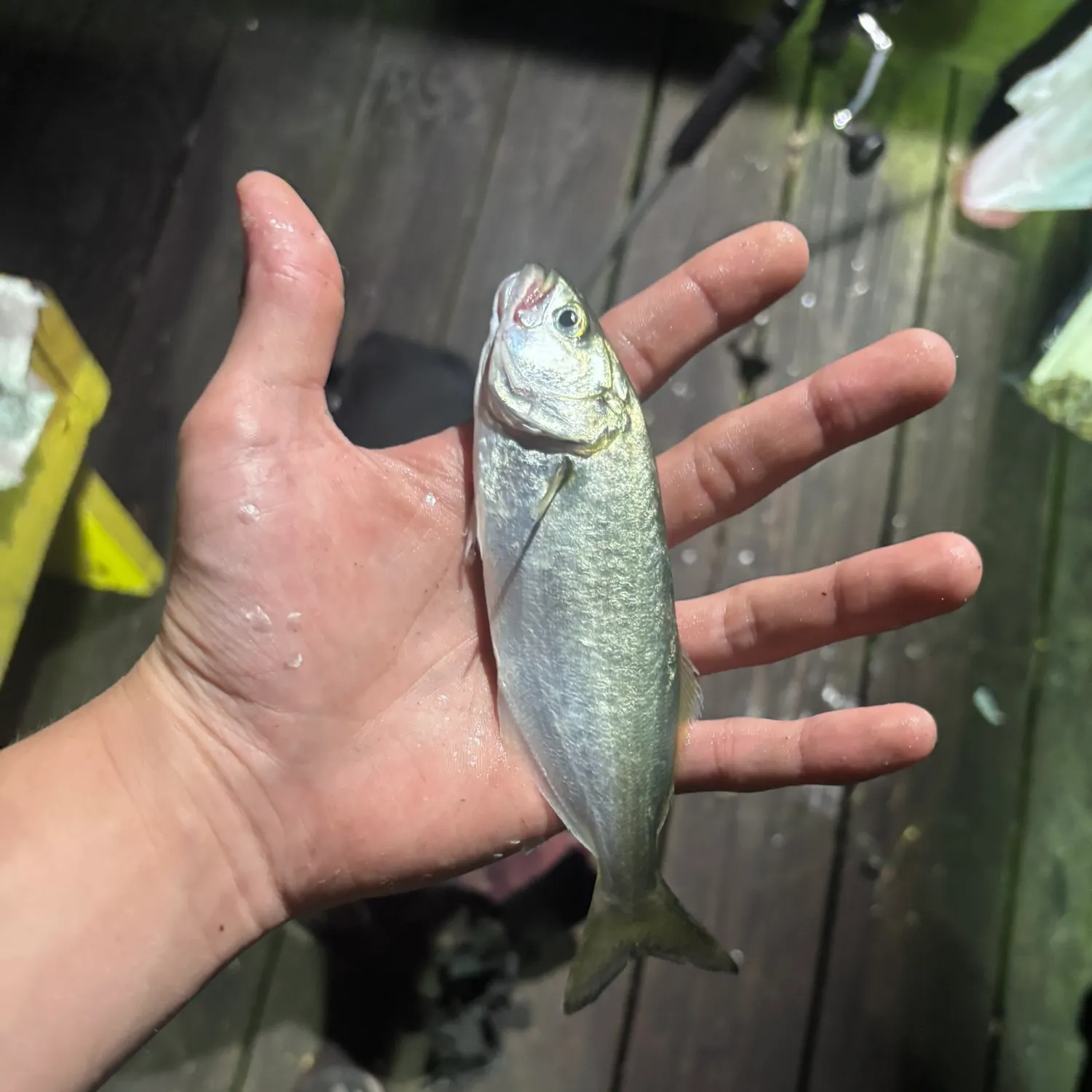 Bluefish caught on Fishbrain