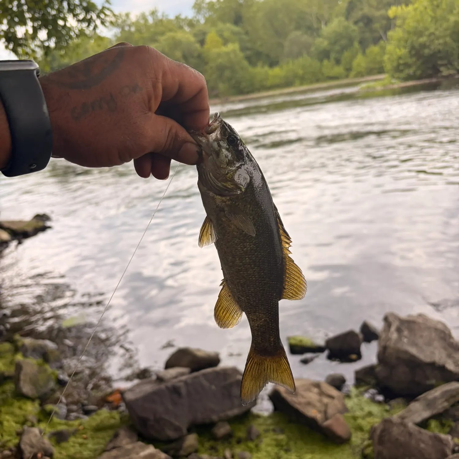 recently logged catches