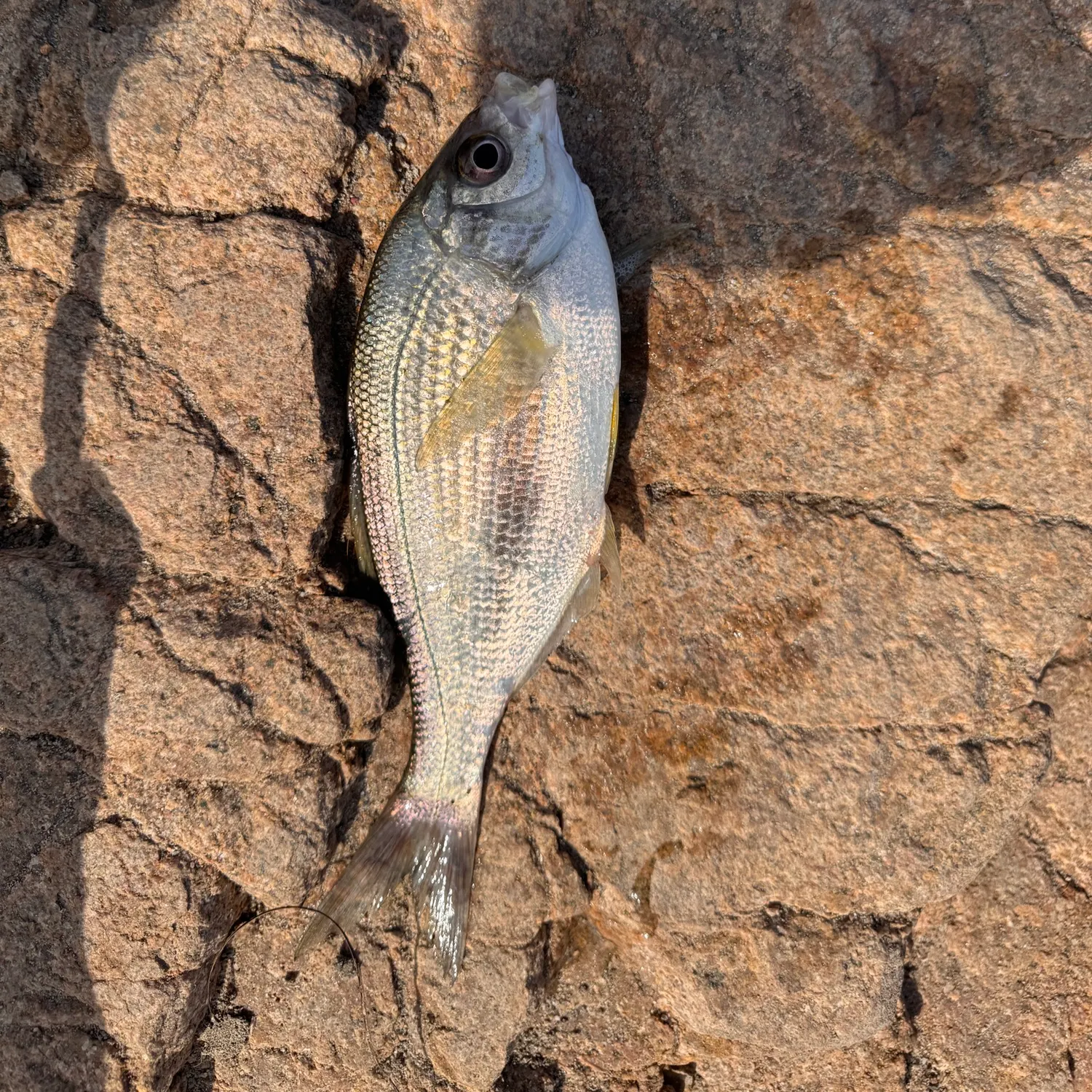 The most recent Shiner perch catches on Fishbrain