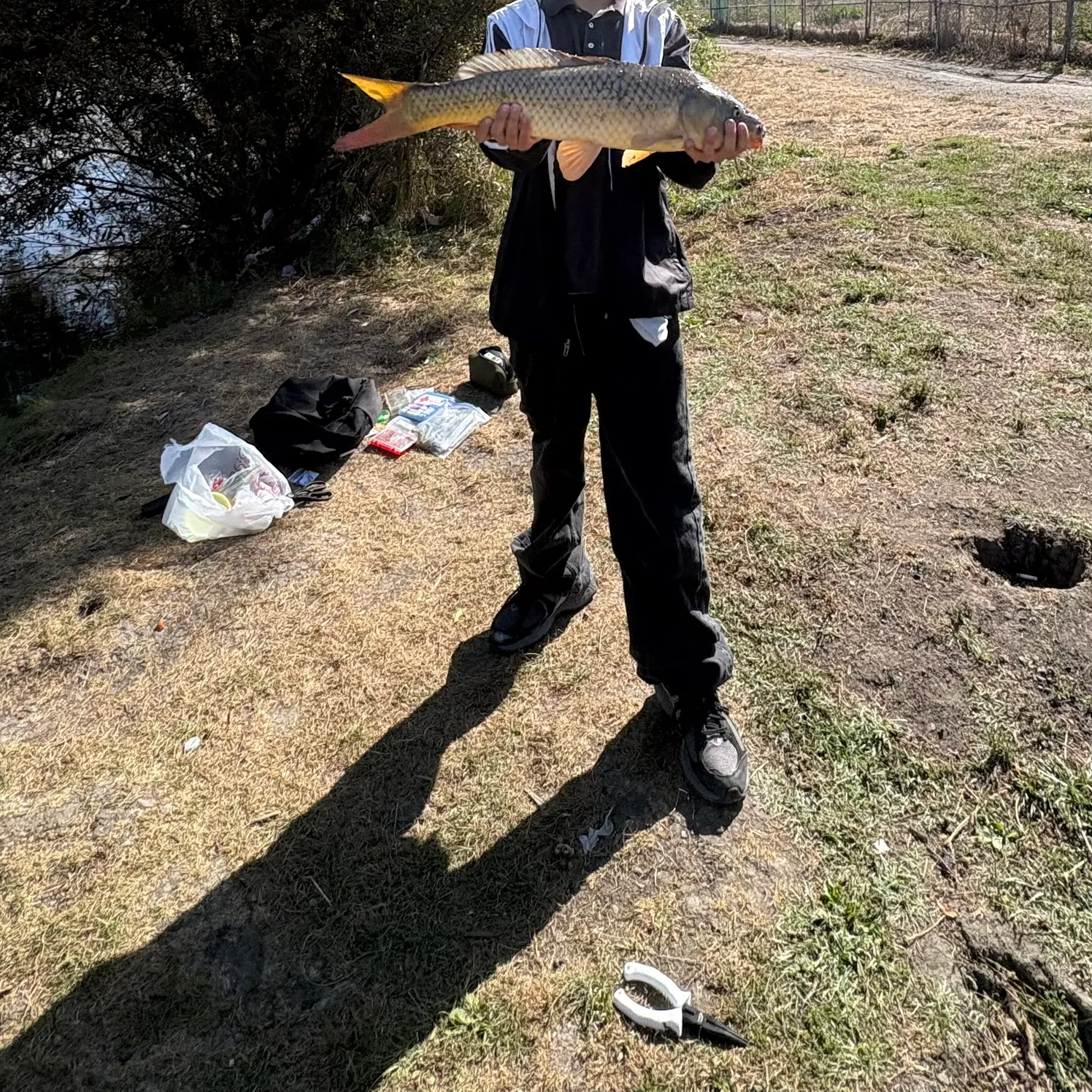 Common carp caught on Fishbrain