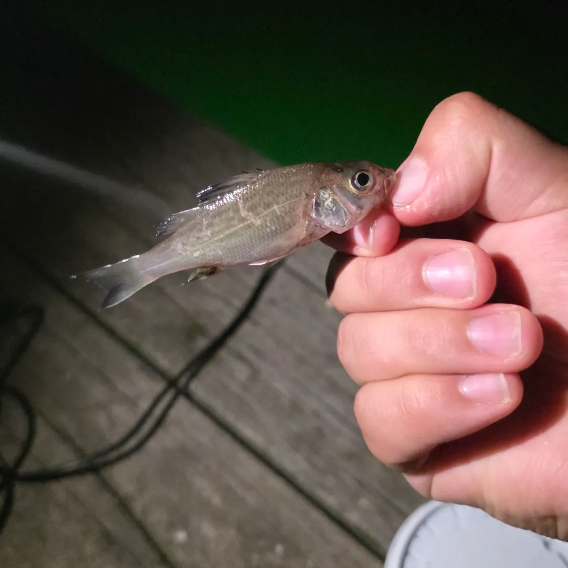White perch caught on Fishbrain