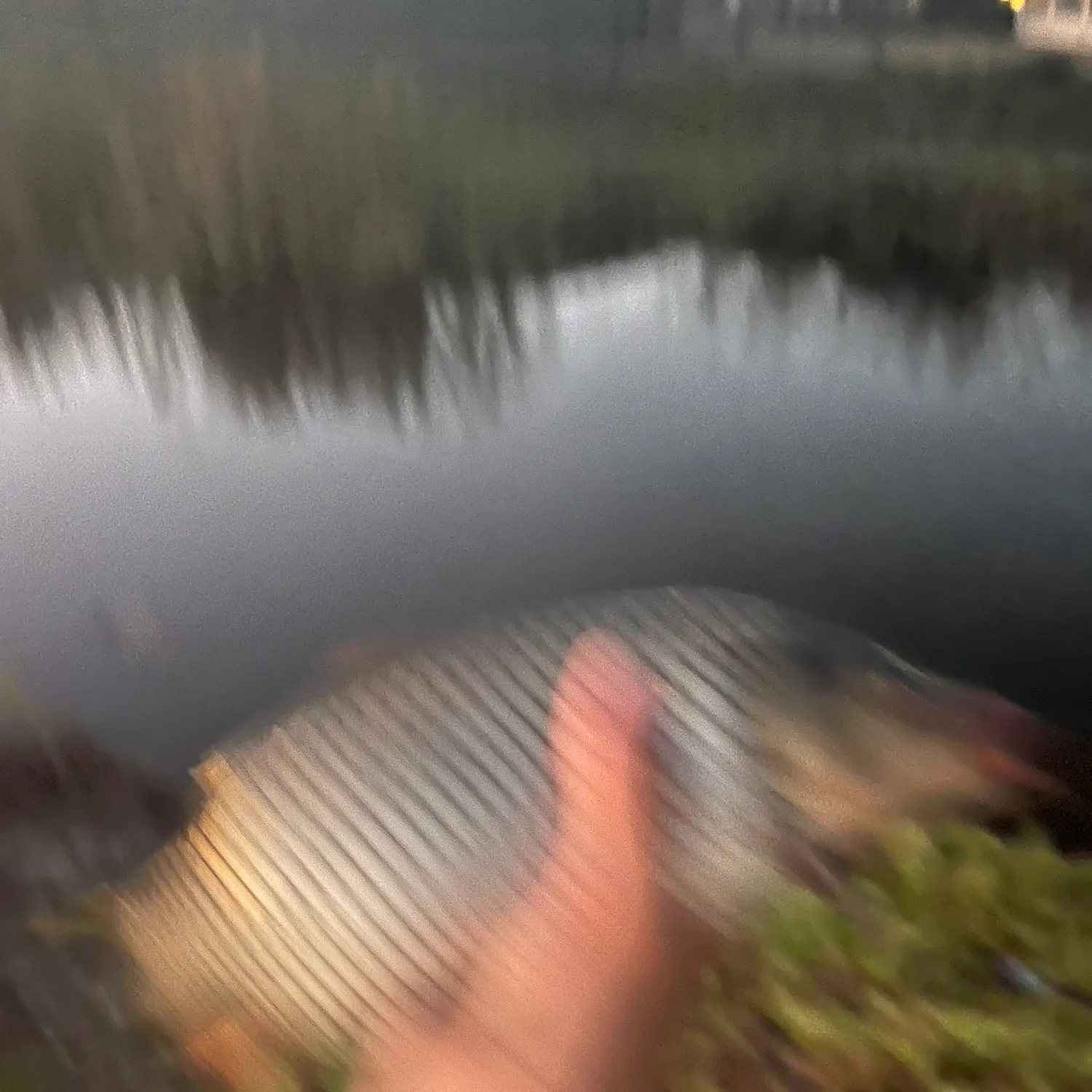 Common carp caught on Fishbrain