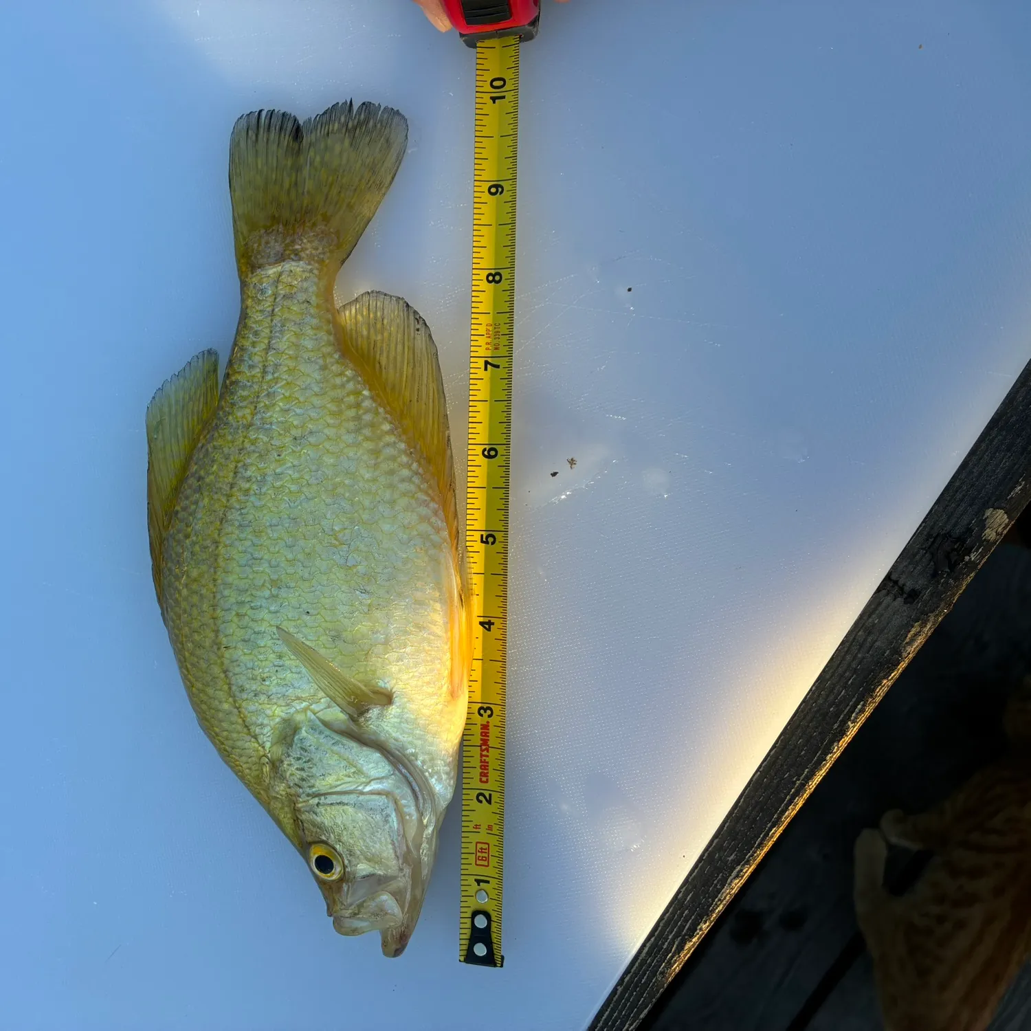 White crappie caught on Fishbrain