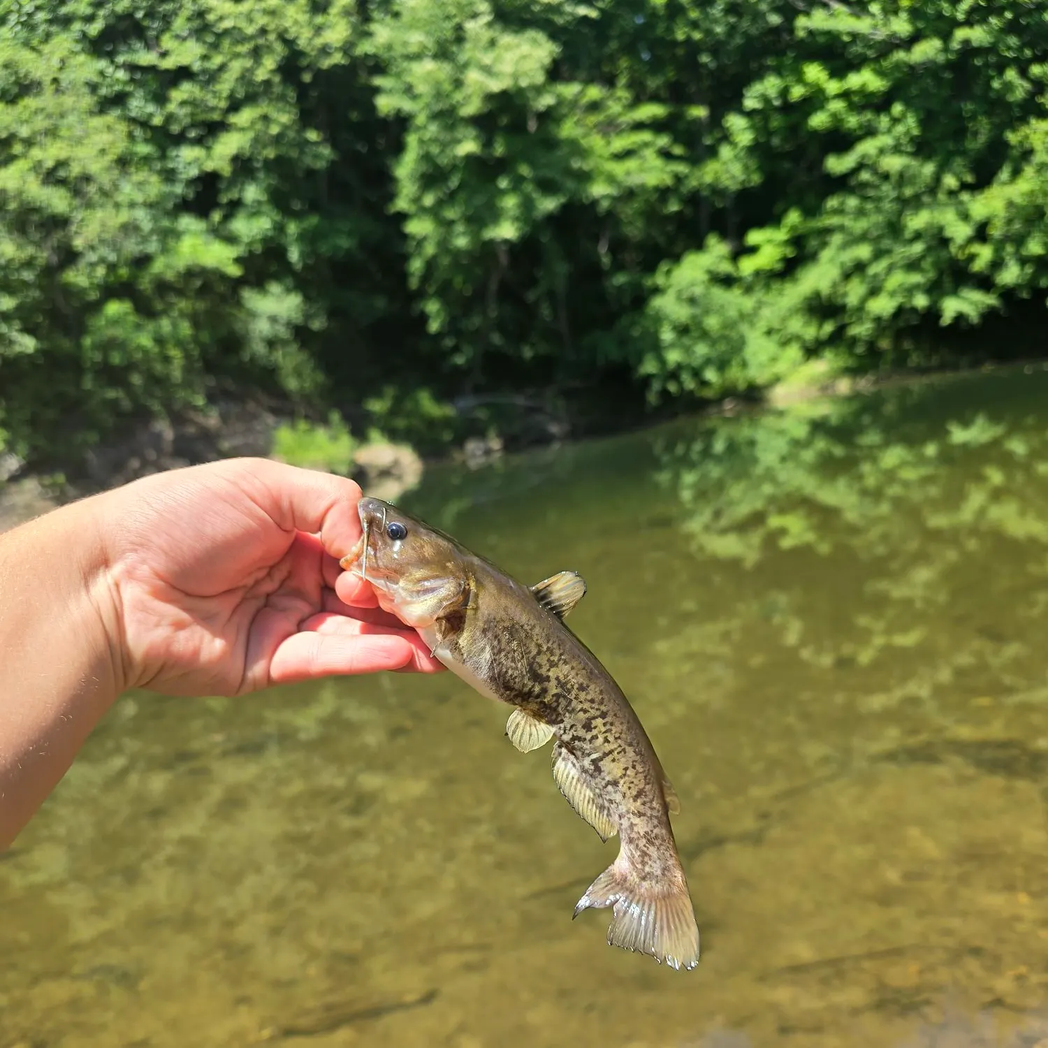 The most recent Flat bullhead catches on Fishbrain